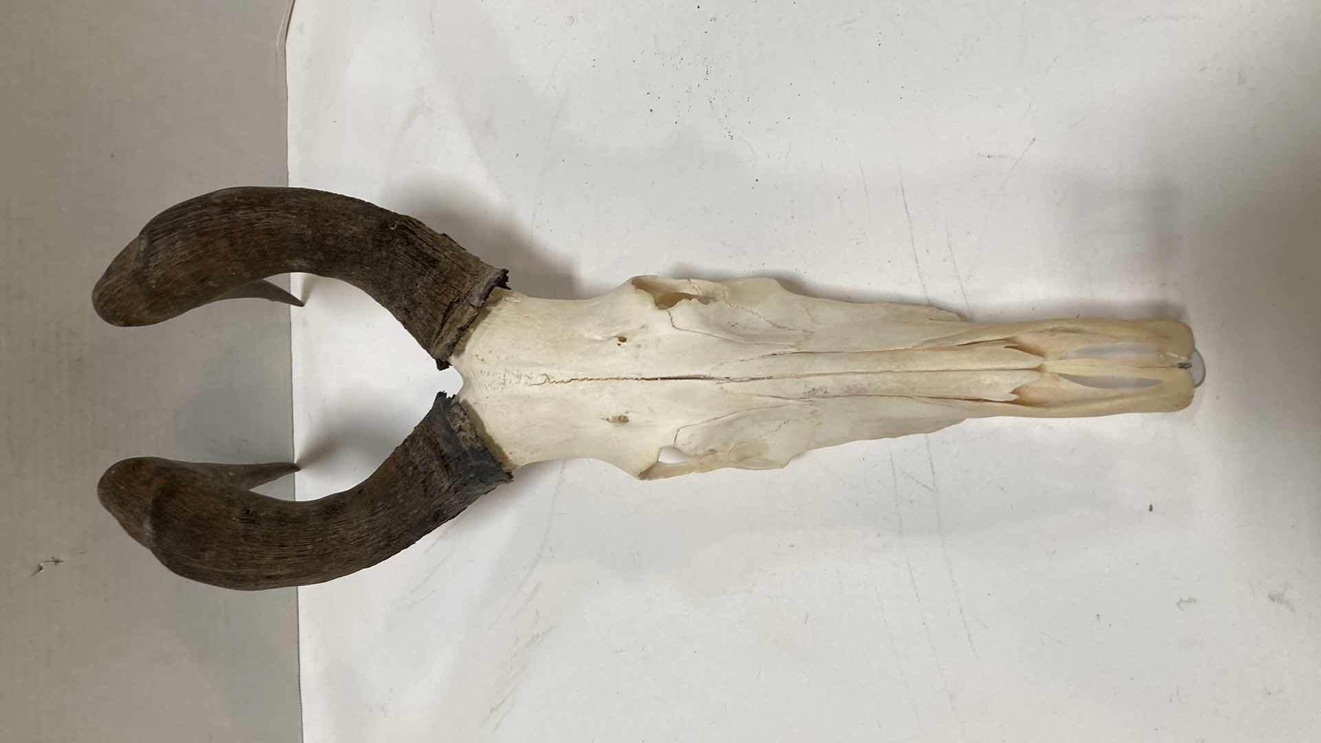 Photo 1 of HORNED ANIMAL SKULLS (2) 10” X 10” H 24”