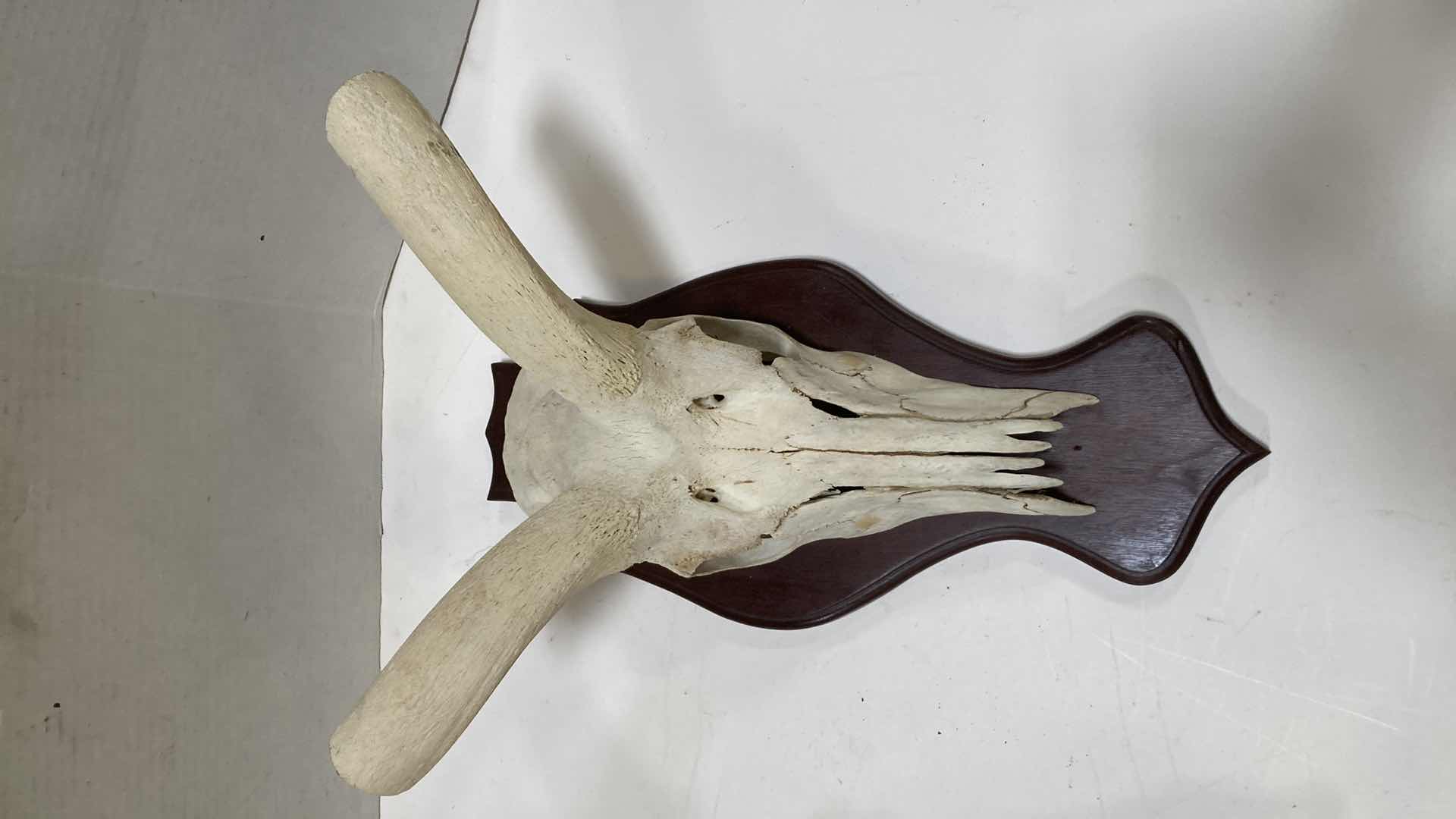 Photo 1 of HORNED ANIMAL SKULLS (2) 10” X 10” H 24”