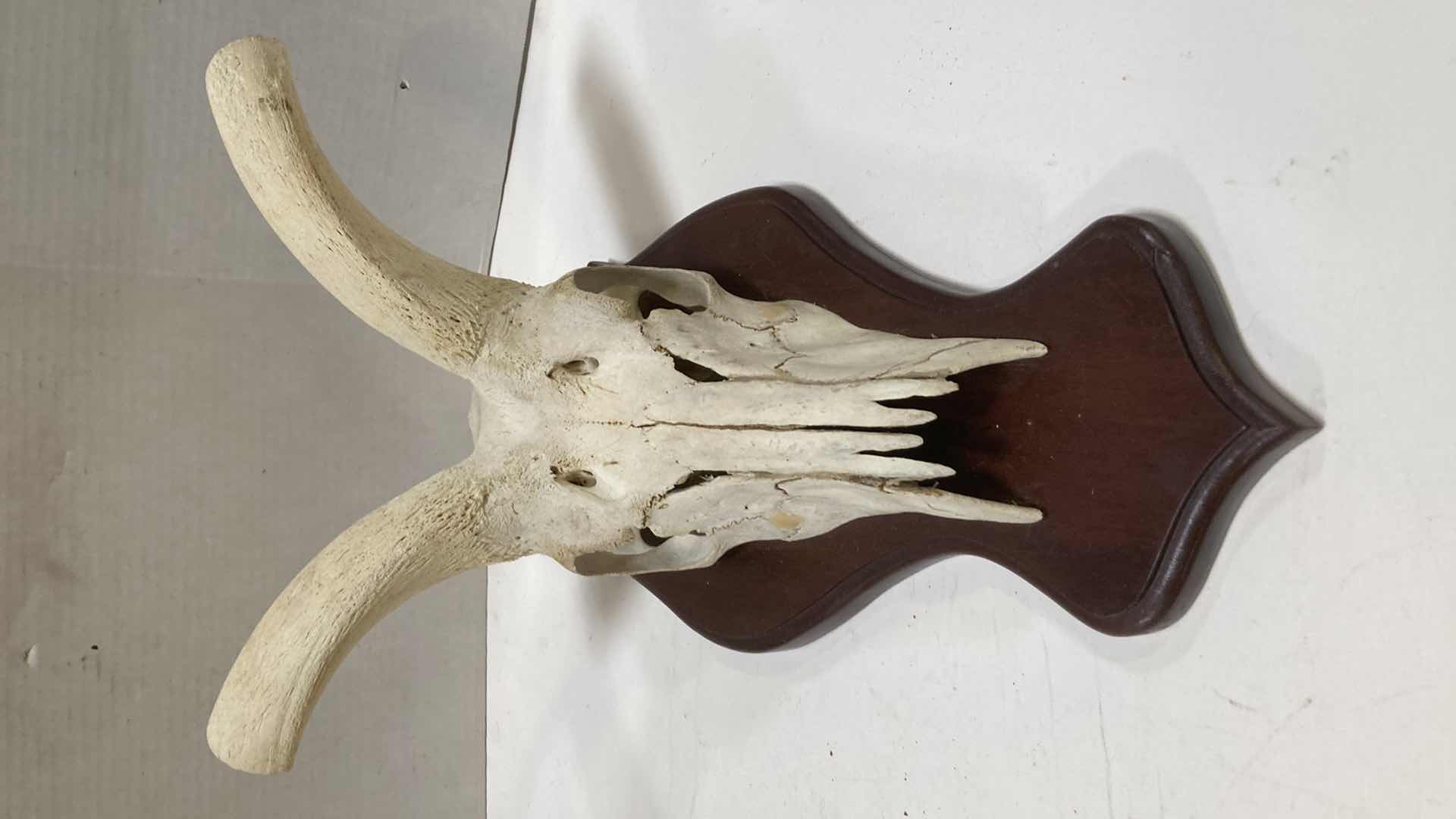 Photo 1 of HORNED ANIMAL SKULLS (2) 10” X 10” H 24”