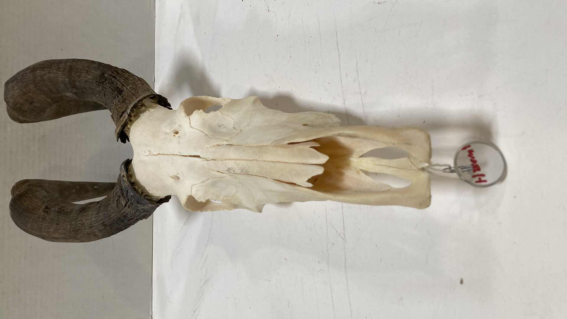 Photo 1 of HORNED ANIMAL SKULLS (2) 10” X 10” H 24”