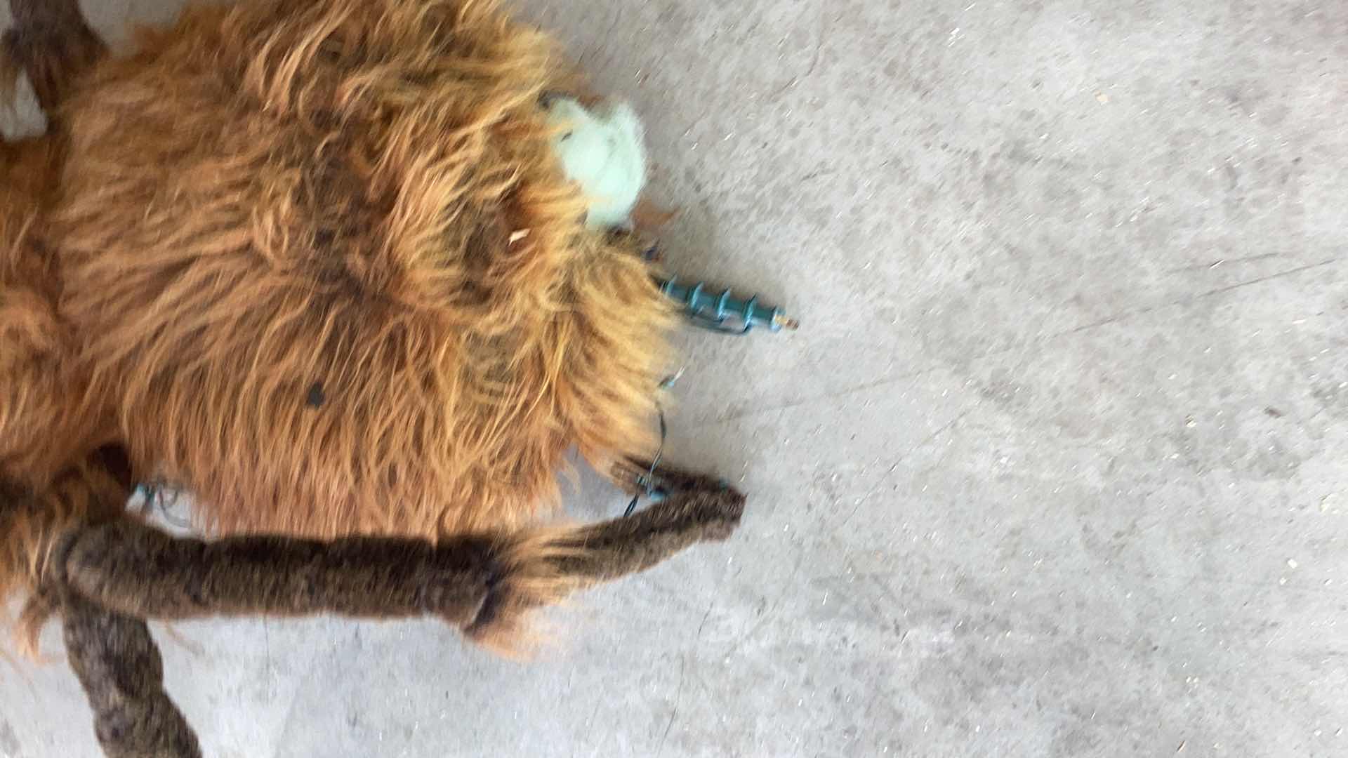 Photo 1 of LARGE HALLOWEEN SPIDER 36” X 38” H 15”