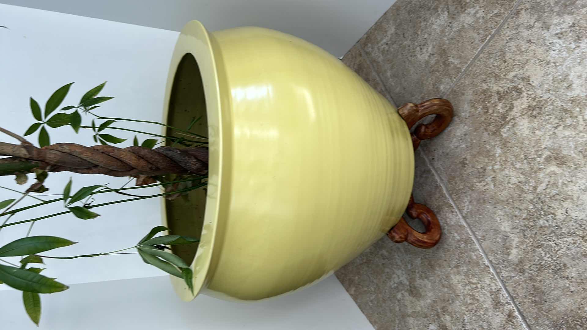 Photo 1 of LARGE YELLOW CERAMIC POTTERY W WOOD STAND AND LIVE MONEY TREE (POT IS 19” x 17”)