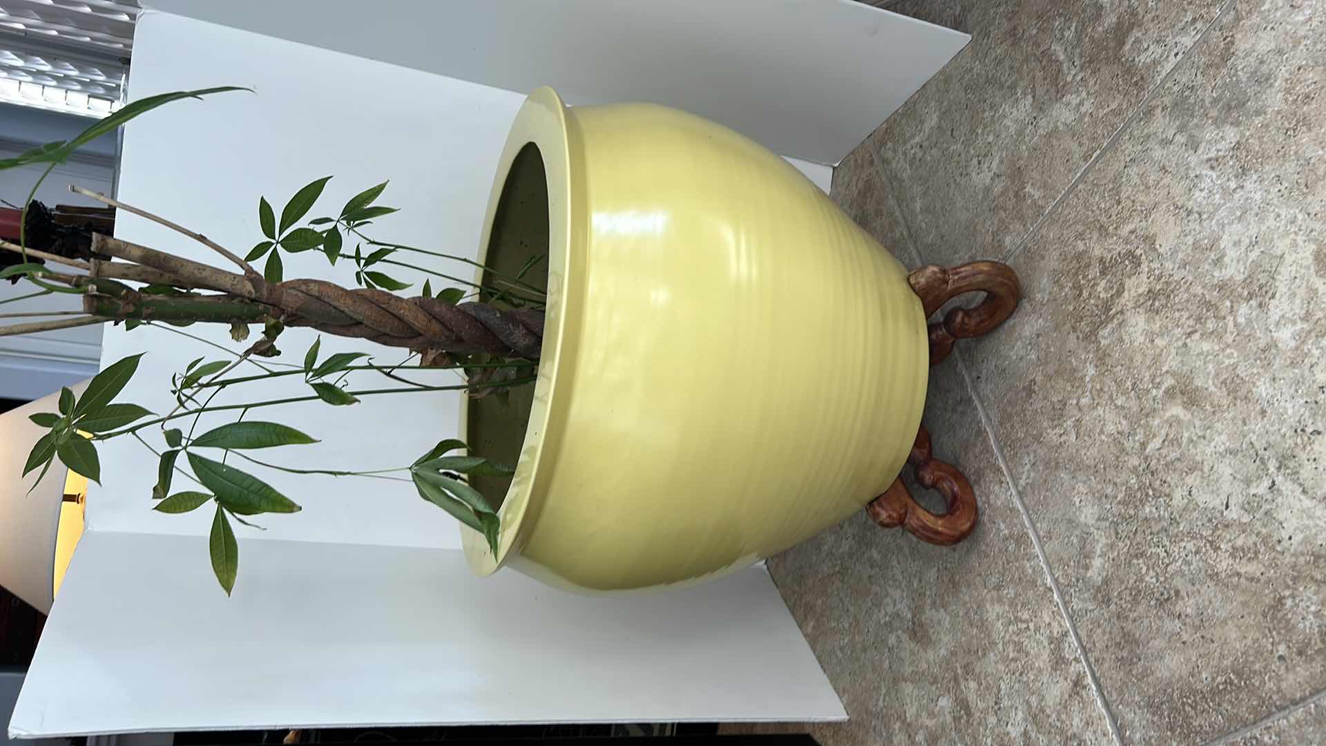 Photo 1 of LARGE YELLOW CERAMIC POTTERY W WOOD STAND AND LIVE MONEY TREE (POT IS 19” x 17”)