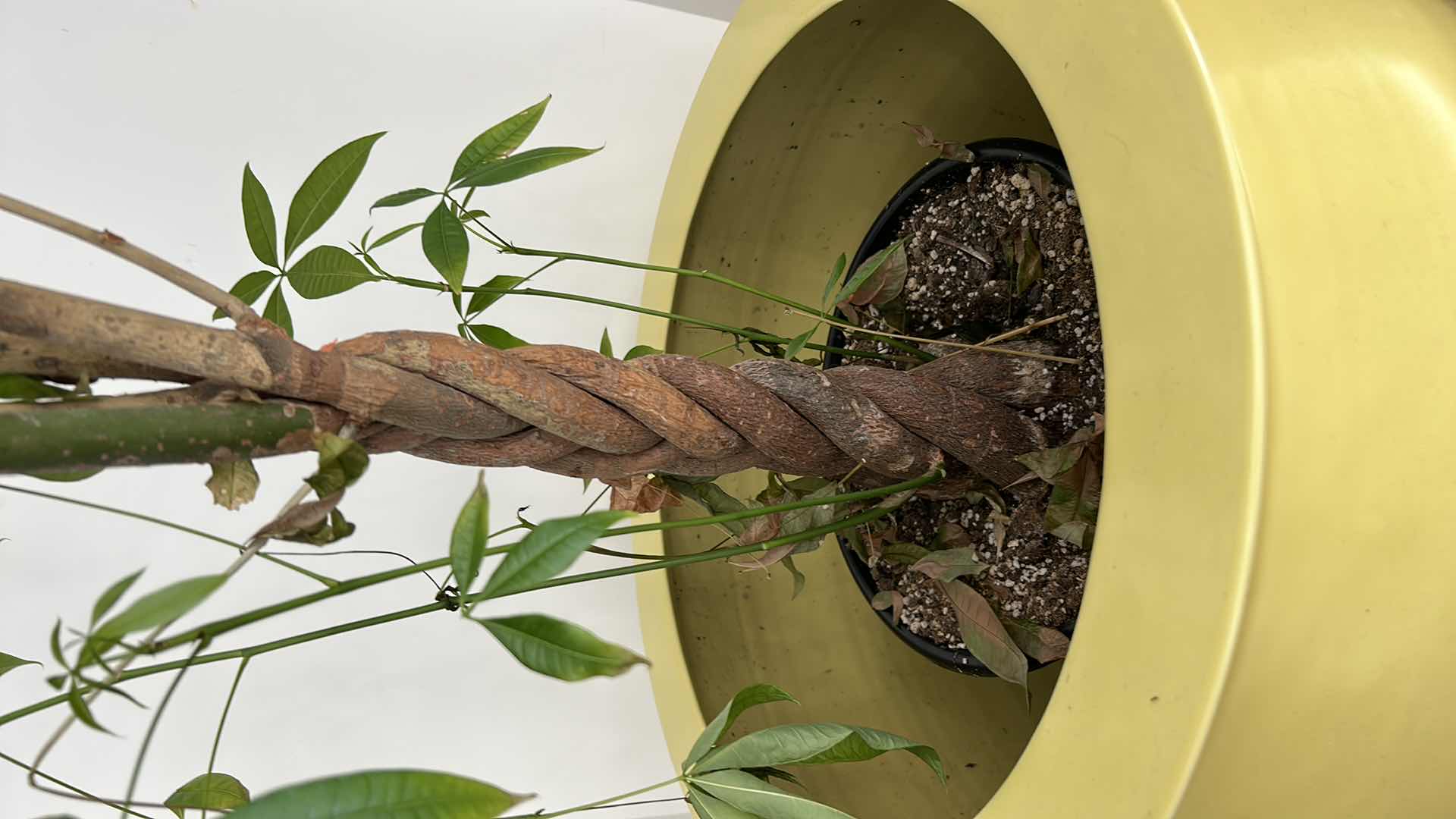 Photo 1 of LARGE YELLOW CERAMIC POTTERY W WOOD STAND AND LIVE MONEY TREE (POT IS 19” x 17”)