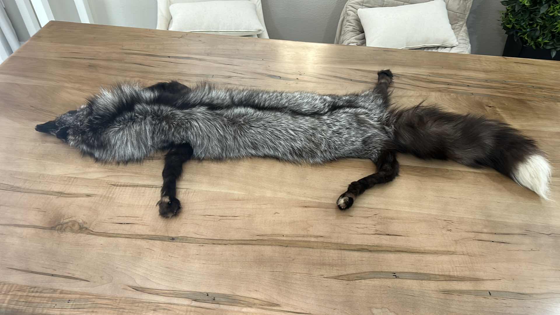 Photo 5 of GENUINE FOX