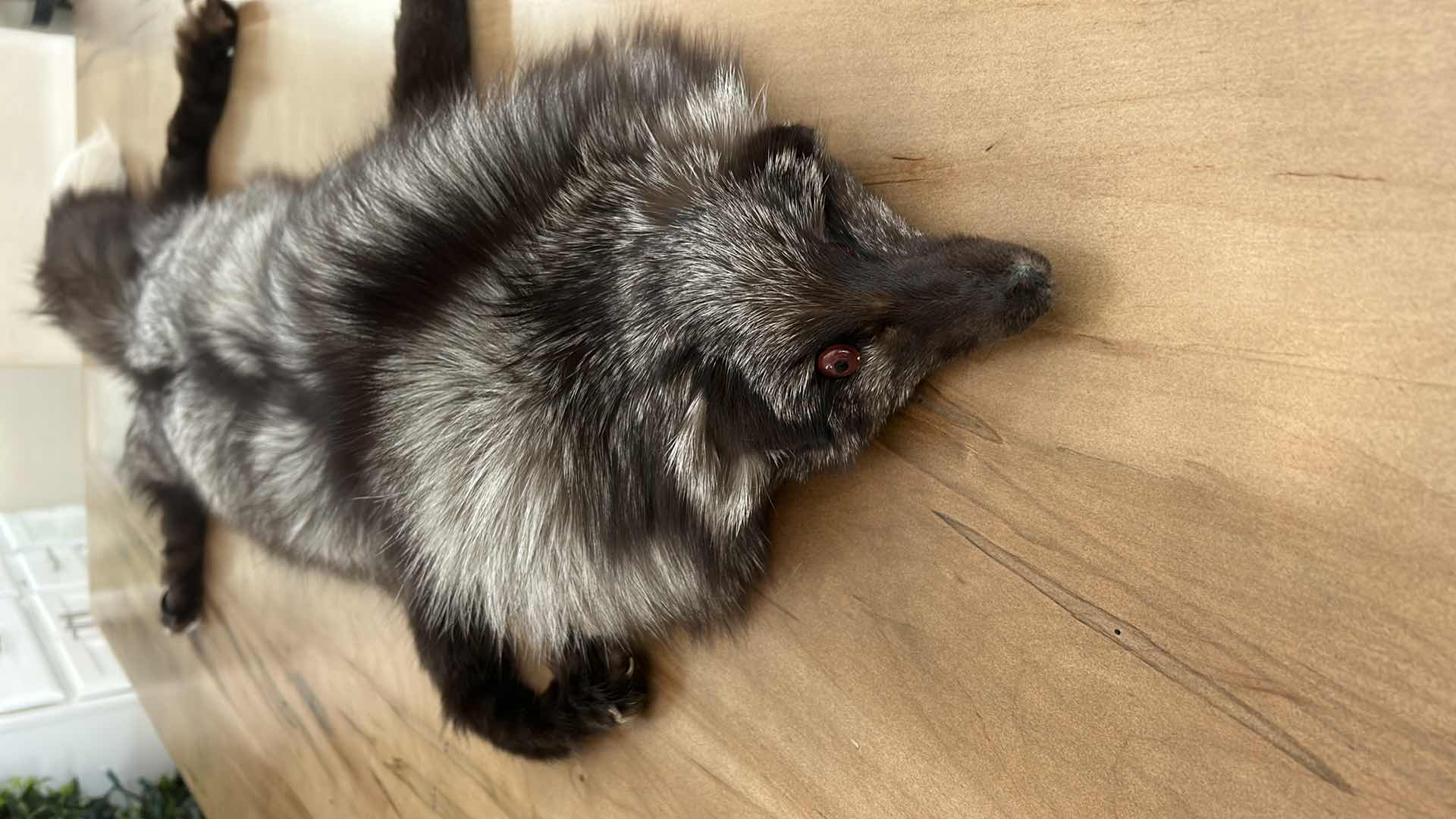 Photo 2 of GENUINE FOX