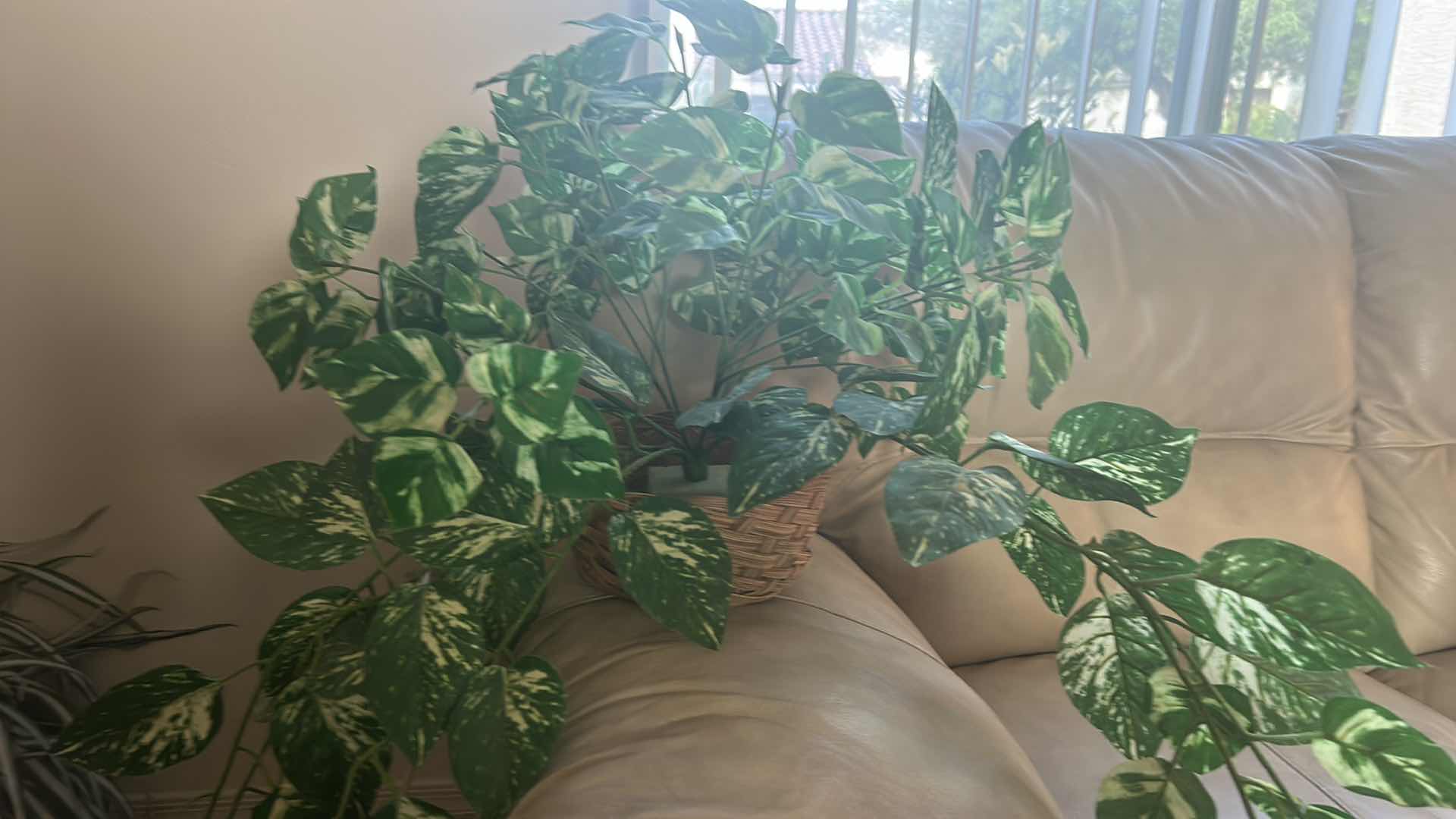 Photo 1 of FAUX PLANTS AND 6’ TREE, UPLIGHT AND TWINKLE LIGHTS