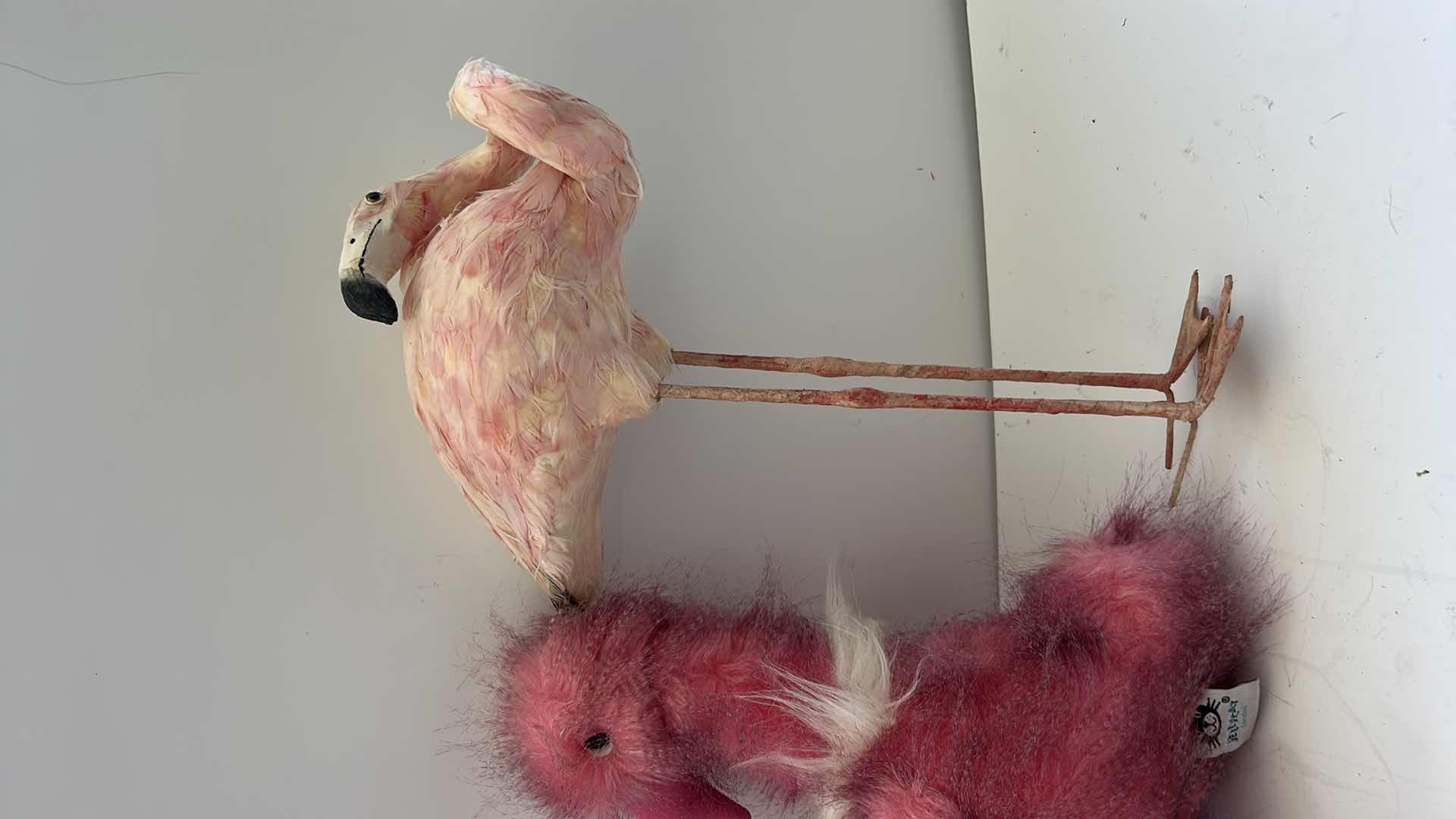 Photo 1 of 4 PEACOCKS