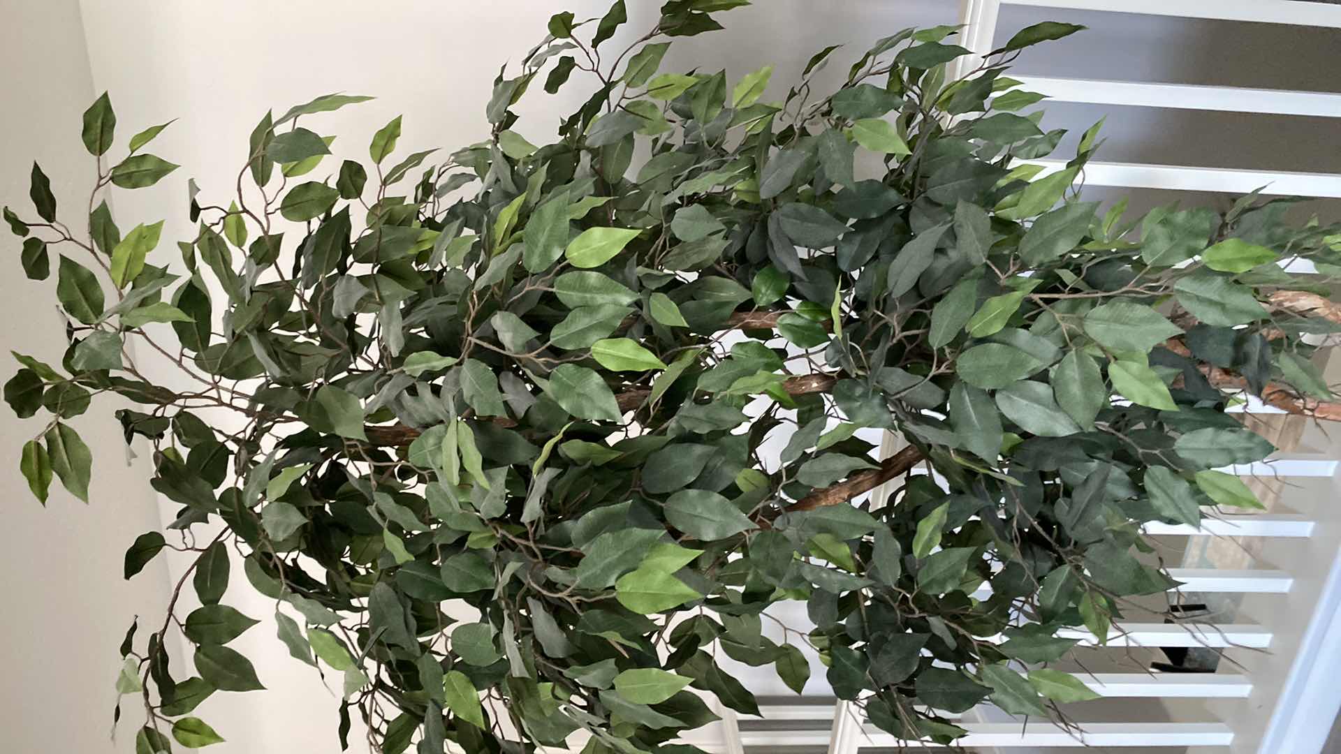 Photo 1 of 6’ 6” FAUX FICUS TREE IN BASKET