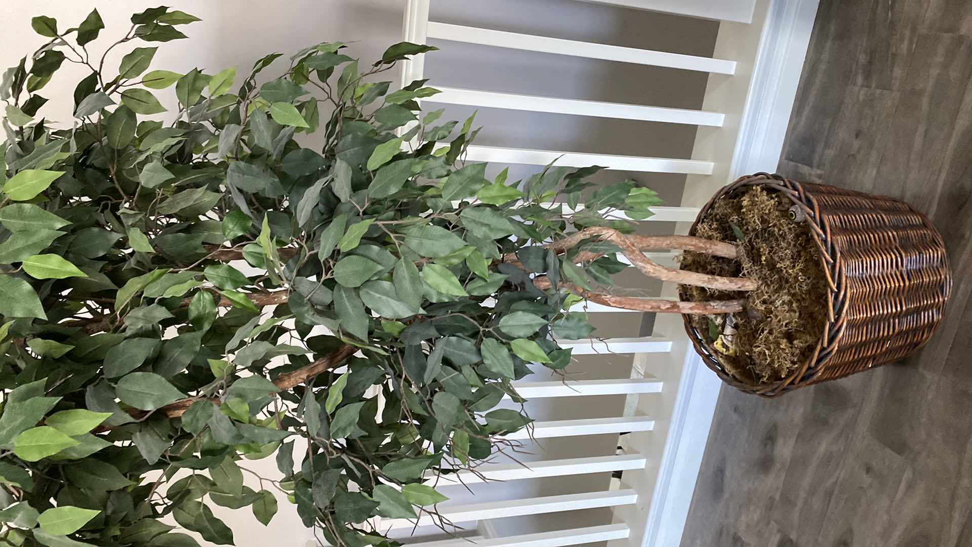 Photo 1 of 6’ 6” FAUX FICUS TREE IN BASKET