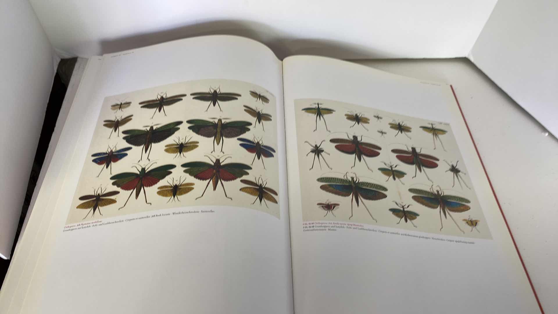 Photo 19 of TASCHEN “CABINET OF NATURAL CURIOSITIES” COFFEE TABLE BOOK 10” x 15”