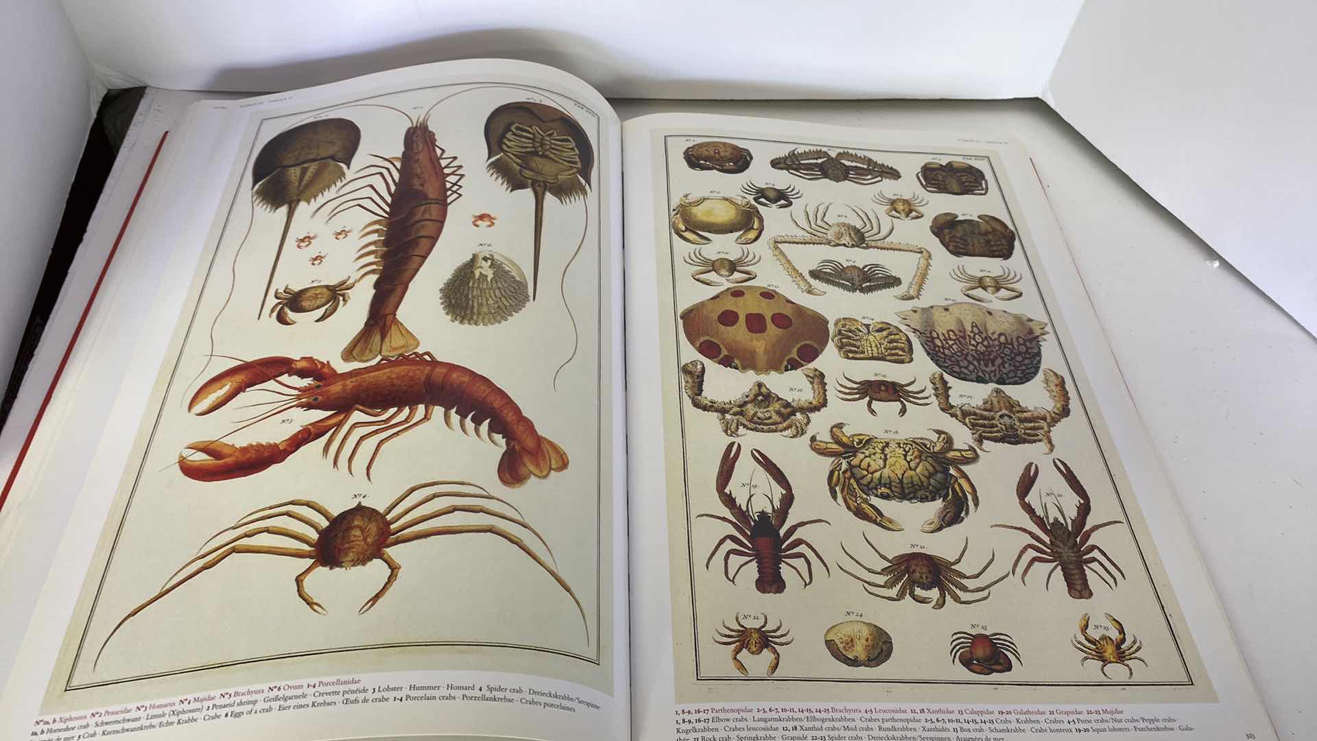 Photo 13 of TASCHEN “CABINET OF NATURAL CURIOSITIES” COFFEE TABLE BOOK 10” x 15”