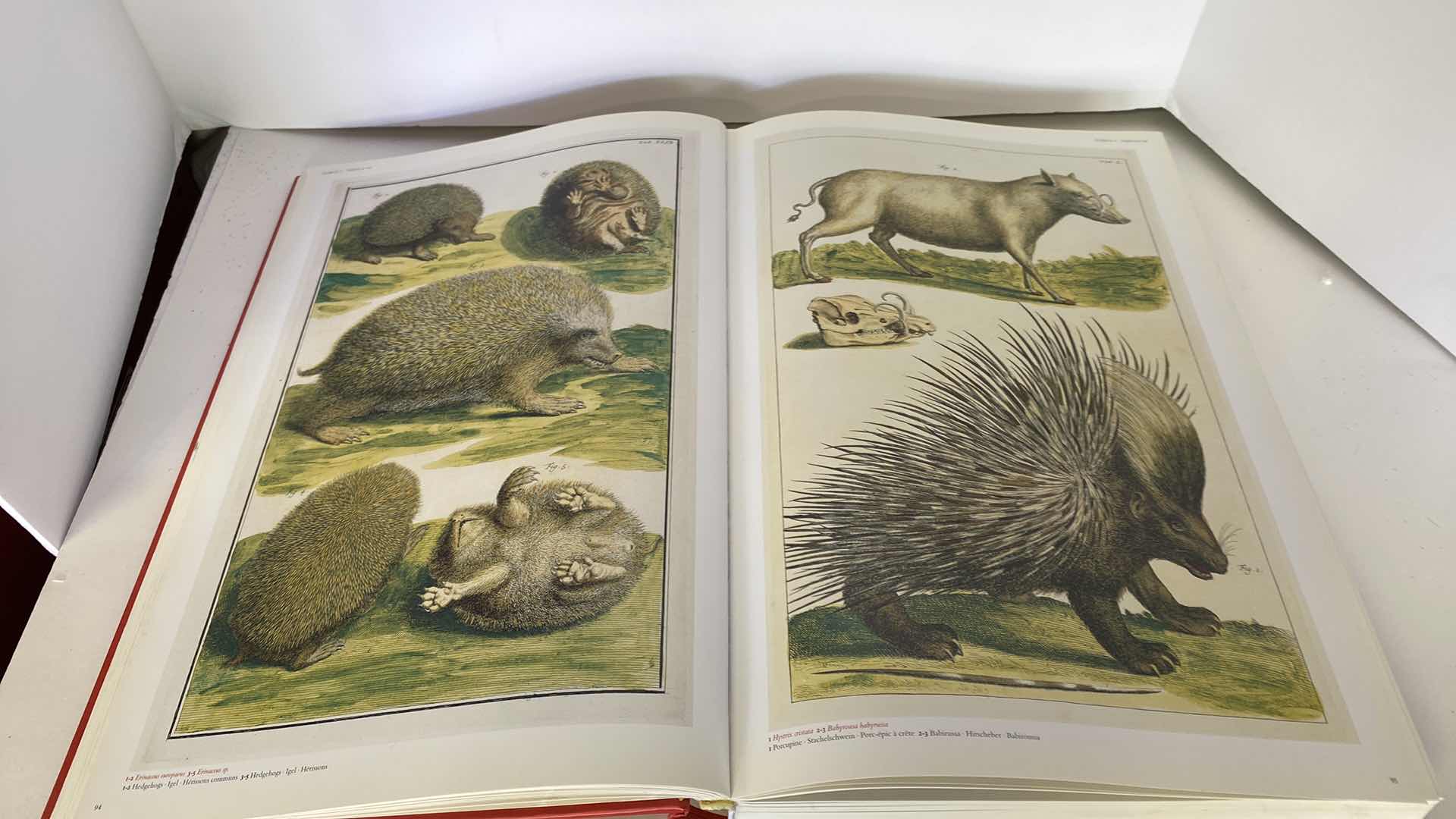 Photo 5 of TASCHEN “CABINET OF NATURAL CURIOSITIES” COFFEE TABLE BOOK 10” x 15”