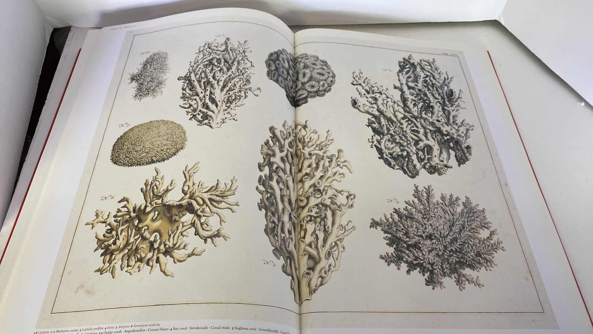 Photo 17 of TASCHEN “CABINET OF NATURAL CURIOSITIES” COFFEE TABLE BOOK 10” x 15”