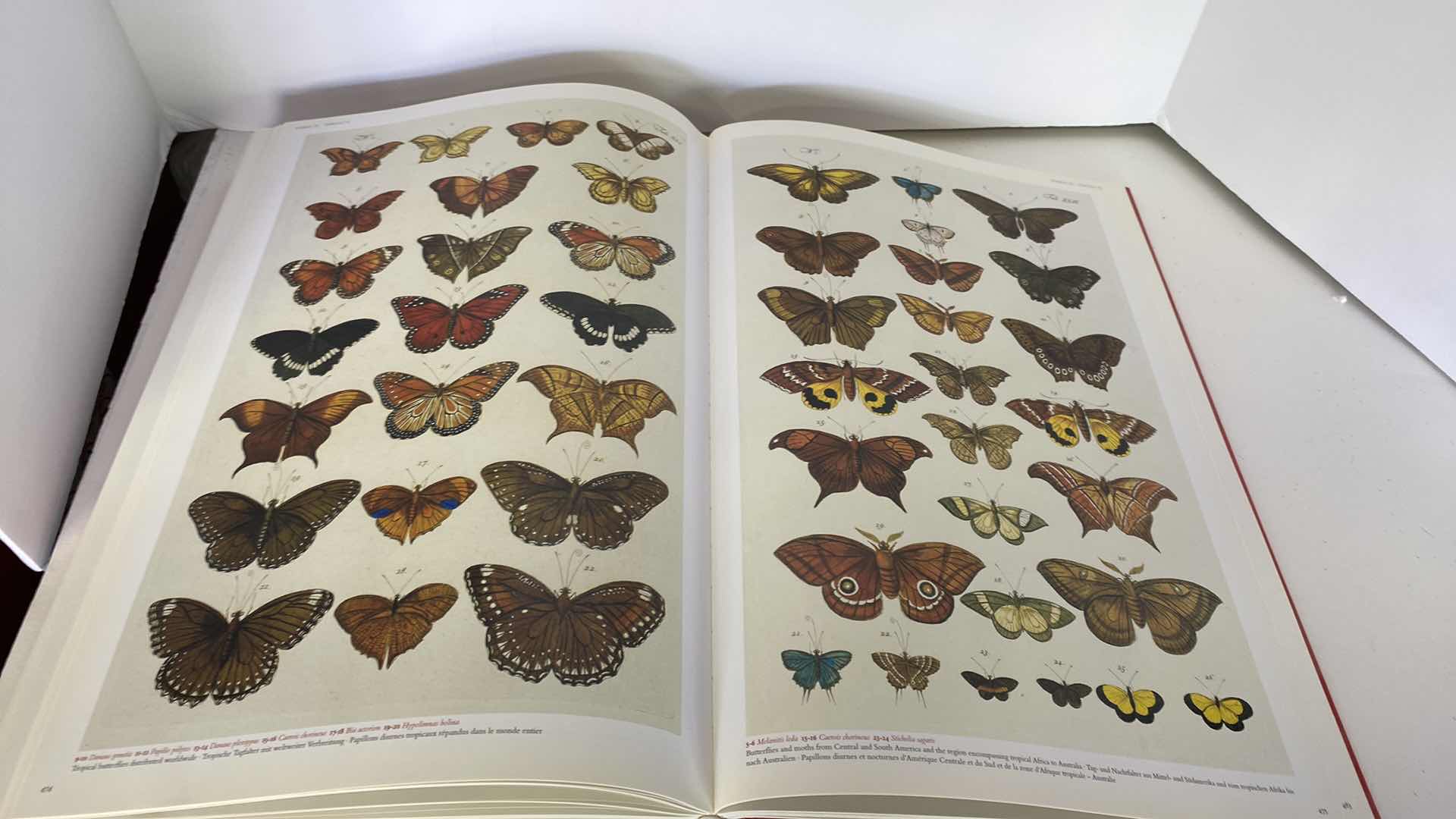 Photo 18 of TASCHEN “CABINET OF NATURAL CURIOSITIES” COFFEE TABLE BOOK 10” x 15”