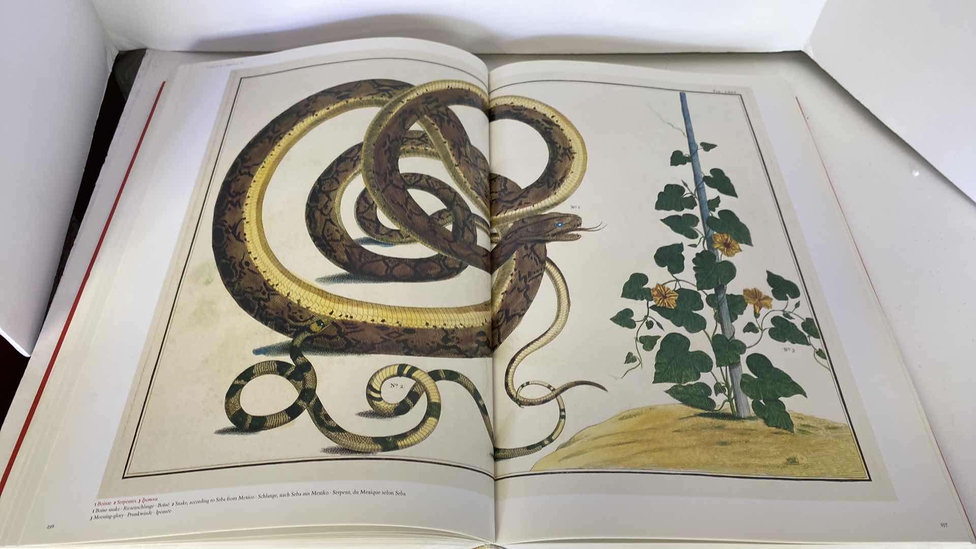 Photo 11 of TASCHEN “CABINET OF NATURAL CURIOSITIES” COFFEE TABLE BOOK 10” x 15”