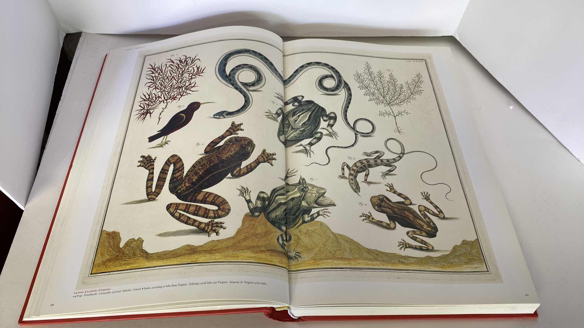 Photo 7 of TASCHEN “CABINET OF NATURAL CURIOSITIES” COFFEE TABLE BOOK 10” x 15”