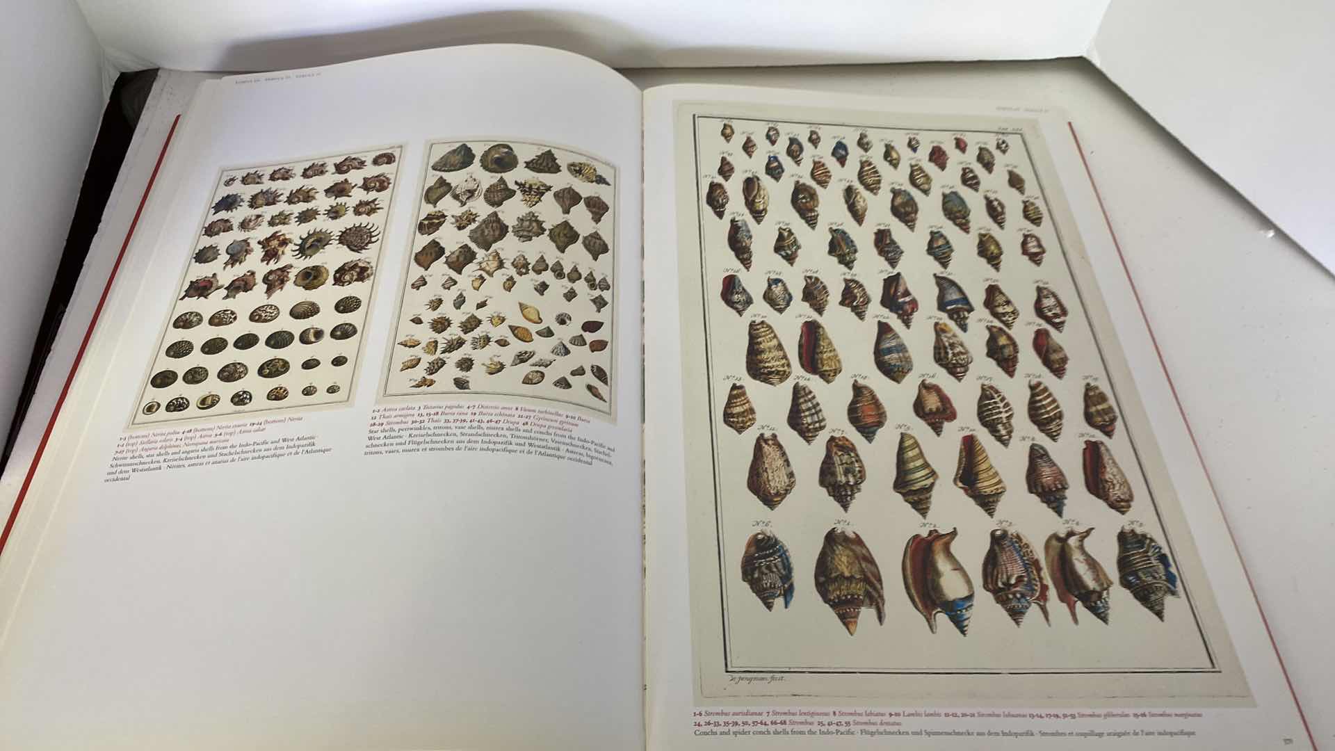 Photo 15 of TASCHEN “CABINET OF NATURAL CURIOSITIES” COFFEE TABLE BOOK 10” x 15”