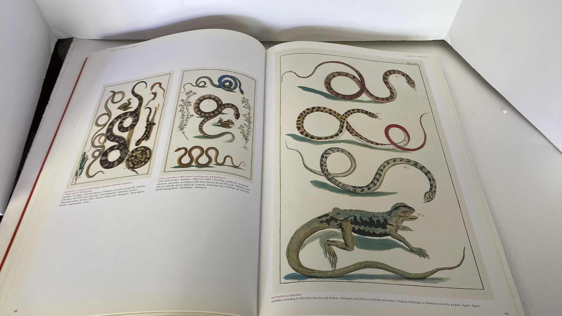 Photo 9 of TASCHEN “CABINET OF NATURAL CURIOSITIES” COFFEE TABLE BOOK 10” x 15”