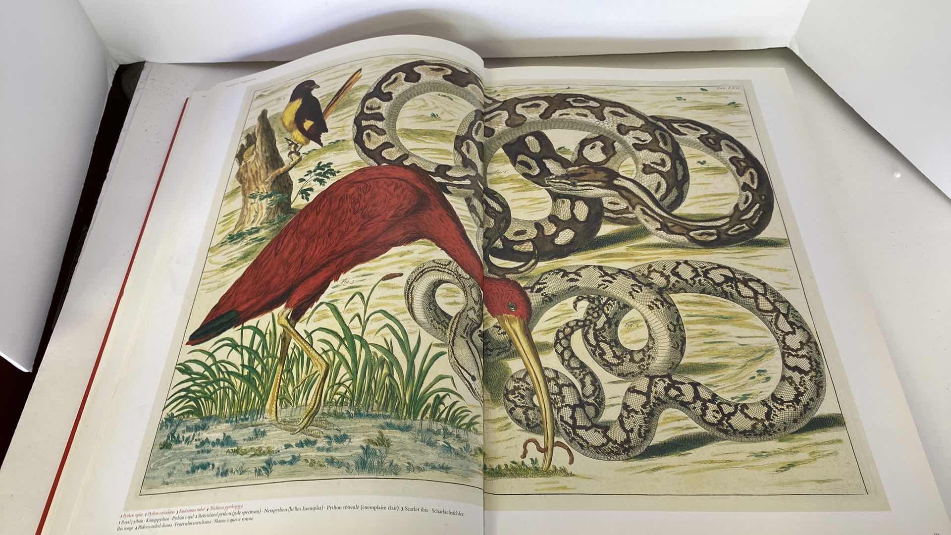 Photo 6 of TASCHEN “CABINET OF NATURAL CURIOSITIES” COFFEE TABLE BOOK 10” x 15”