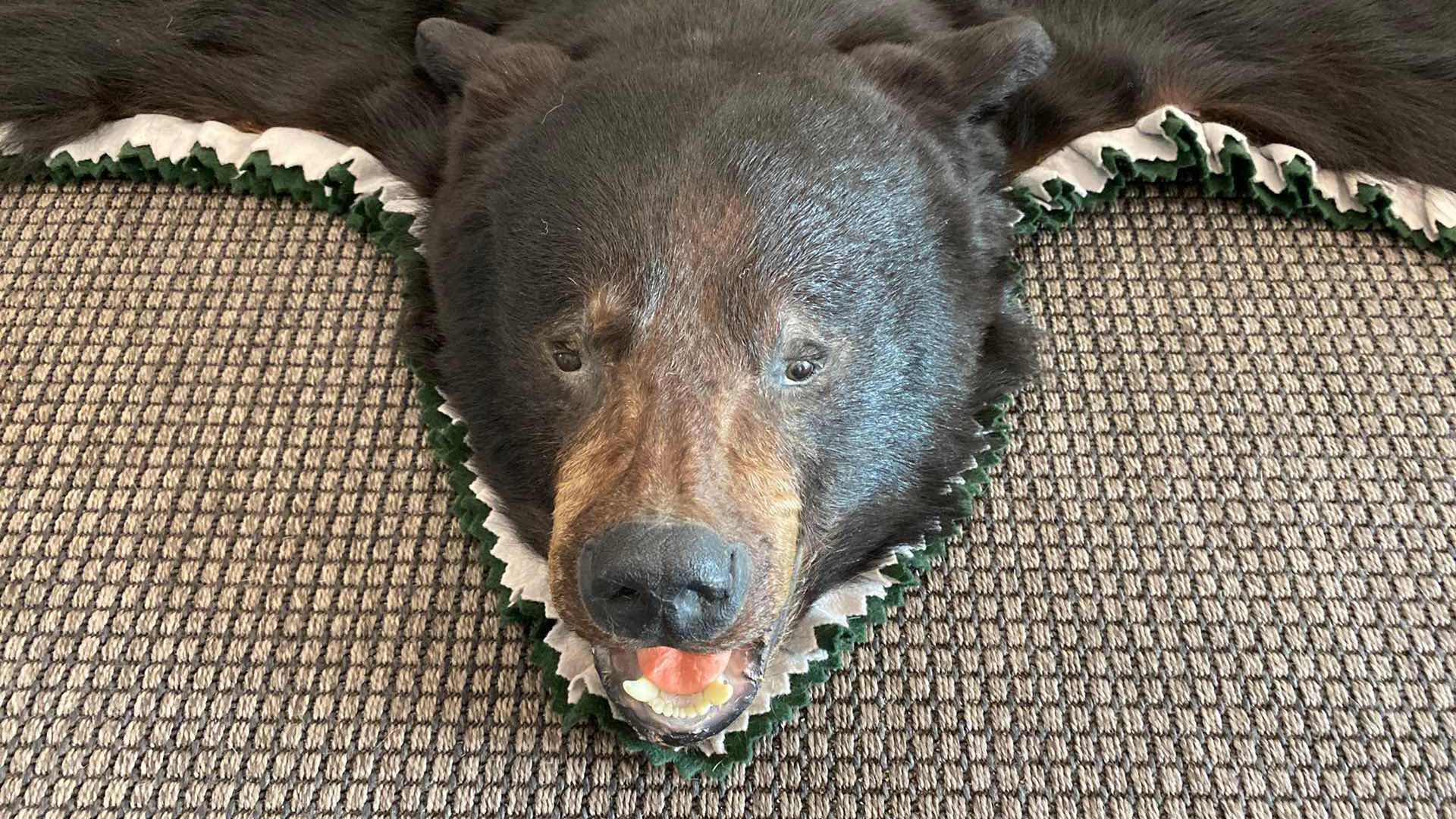 Photo 1 of LARGE BLACK BEAR RUG FROM VANCOUVER ISLAND, BRITISH COLUMBIA 76 1/2” x 65”