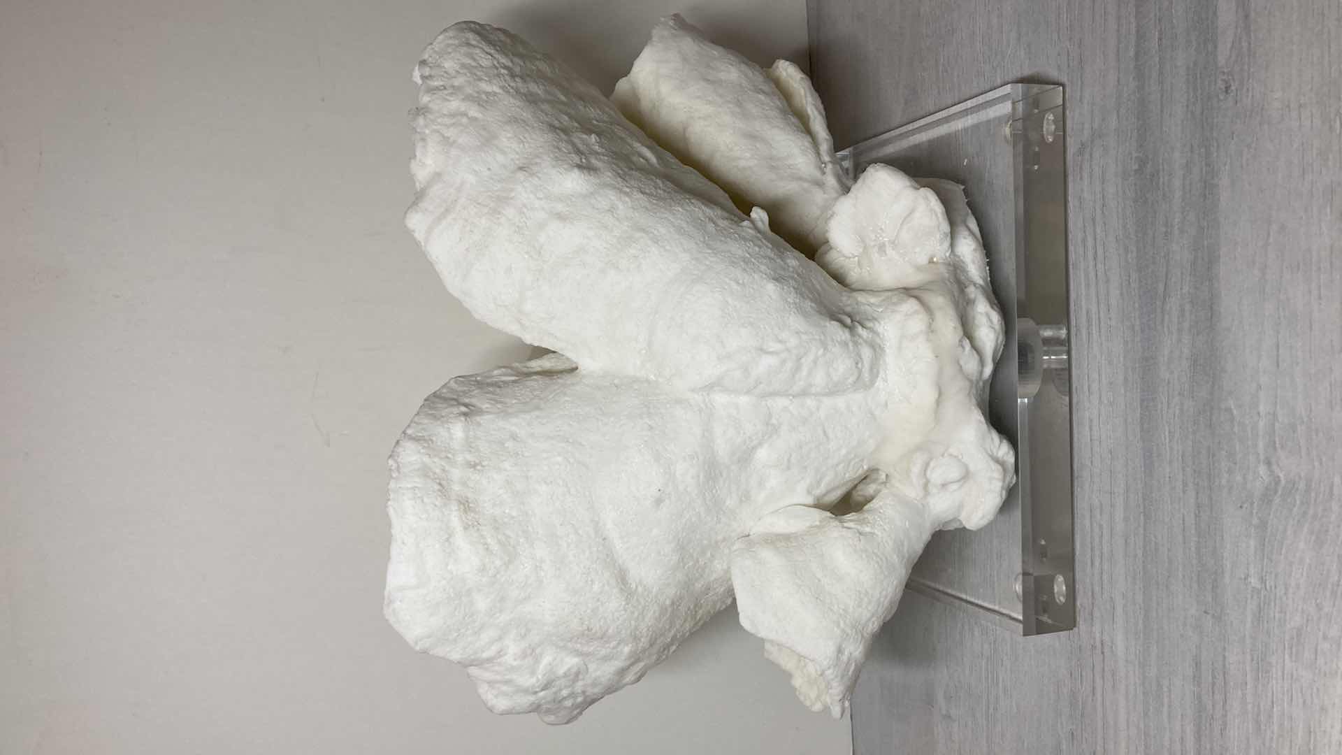 Photo 1 of WILLIAMS SONOMA RESIN CORAL SCULPTURE ACRYLIC BASE ART 12” X 10"