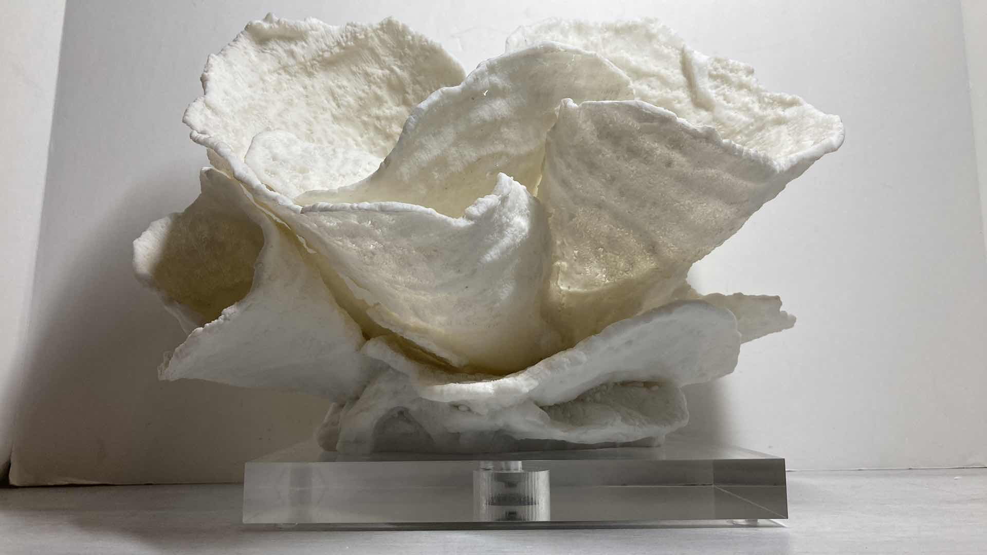 Photo 1 of WILLIAMS SONOMA RESIN CORAL SCULPTURE ACRYLIC BASE ART 12” X 10"