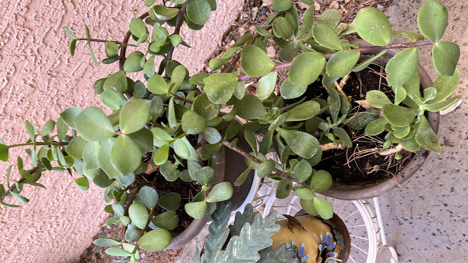 Photo 1 of WHITE METAL FINISH 3 TIER PLANTER STAND W REAL PLANTS & TIN BIRD HOUSE 20” X 18 H24”