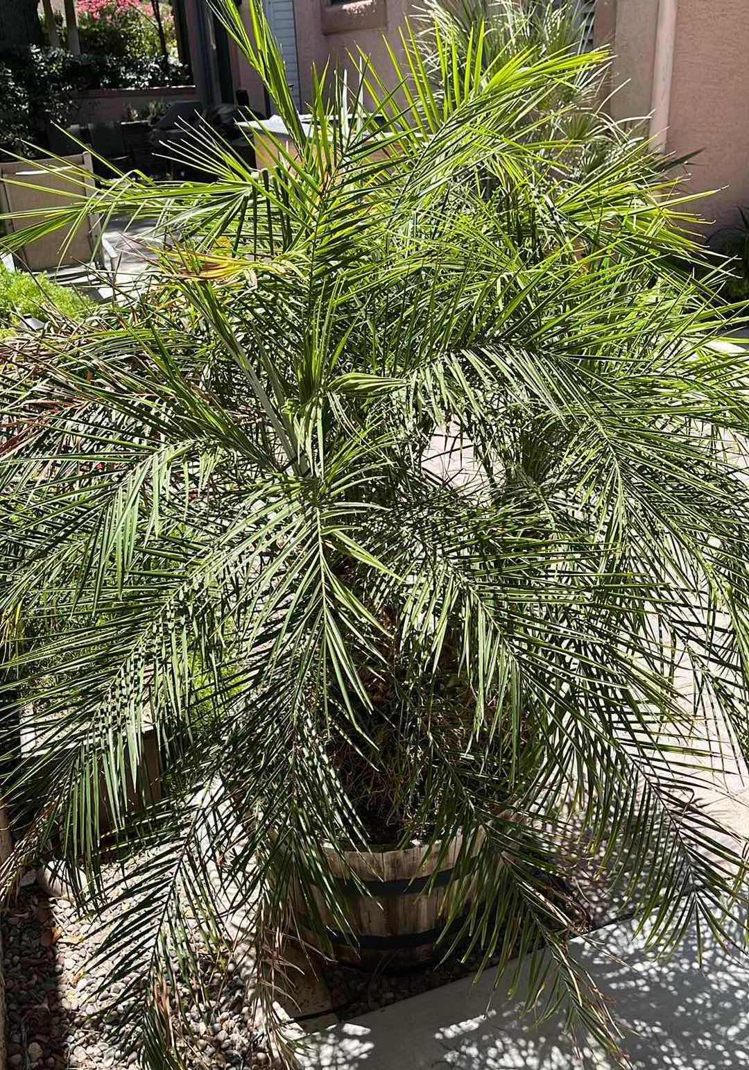 Photo 1 of LIVE DWARF PALM TREE H71” W RUSTIC WOOD PLANTER POT 27” X 16” (READ NOTES)