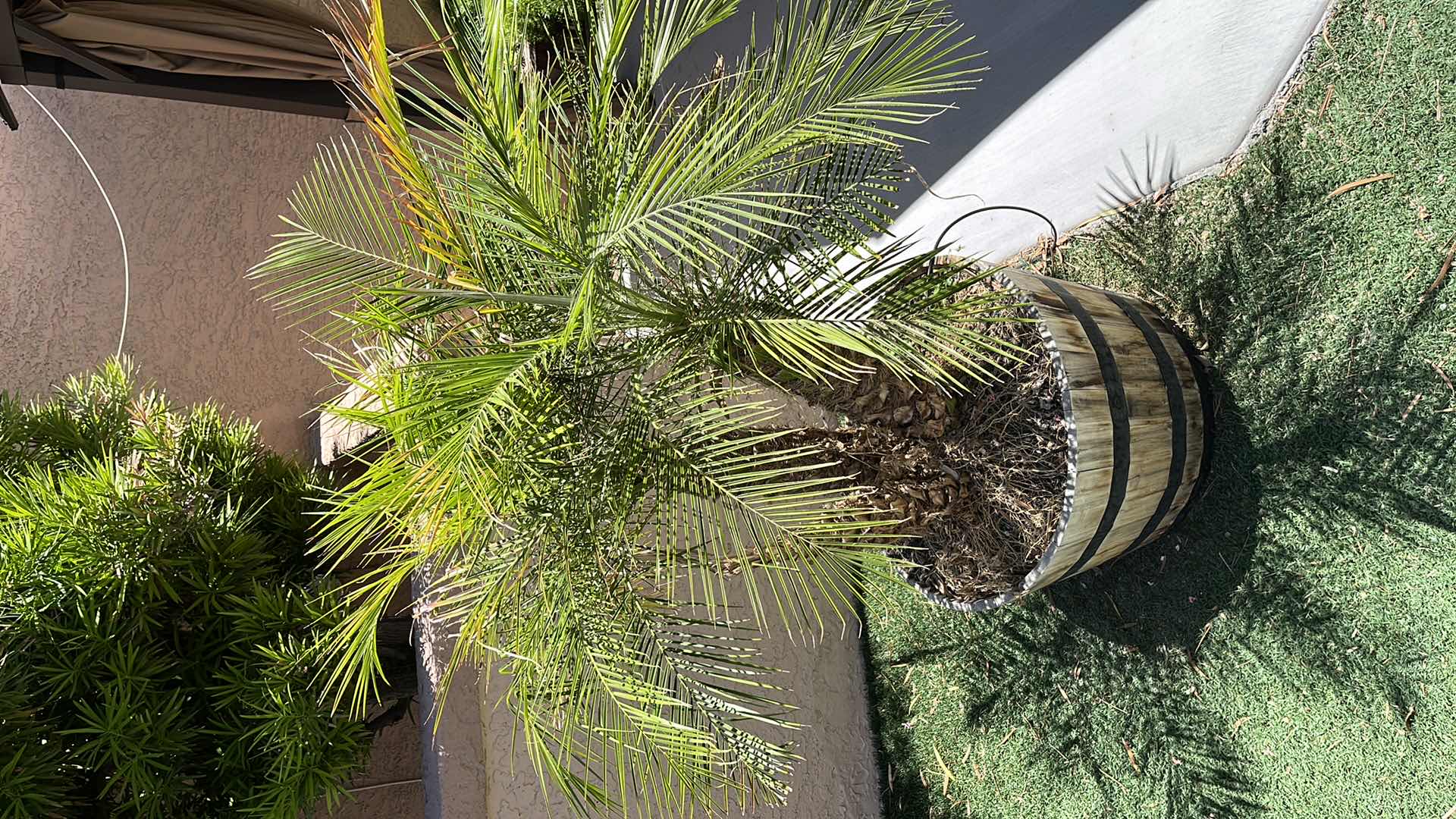 Photo 1 of LIVE DWARF PALM TREE H62” W RUSTIC WOOD PLANTER POT 27” X 16” (READ NOTES)