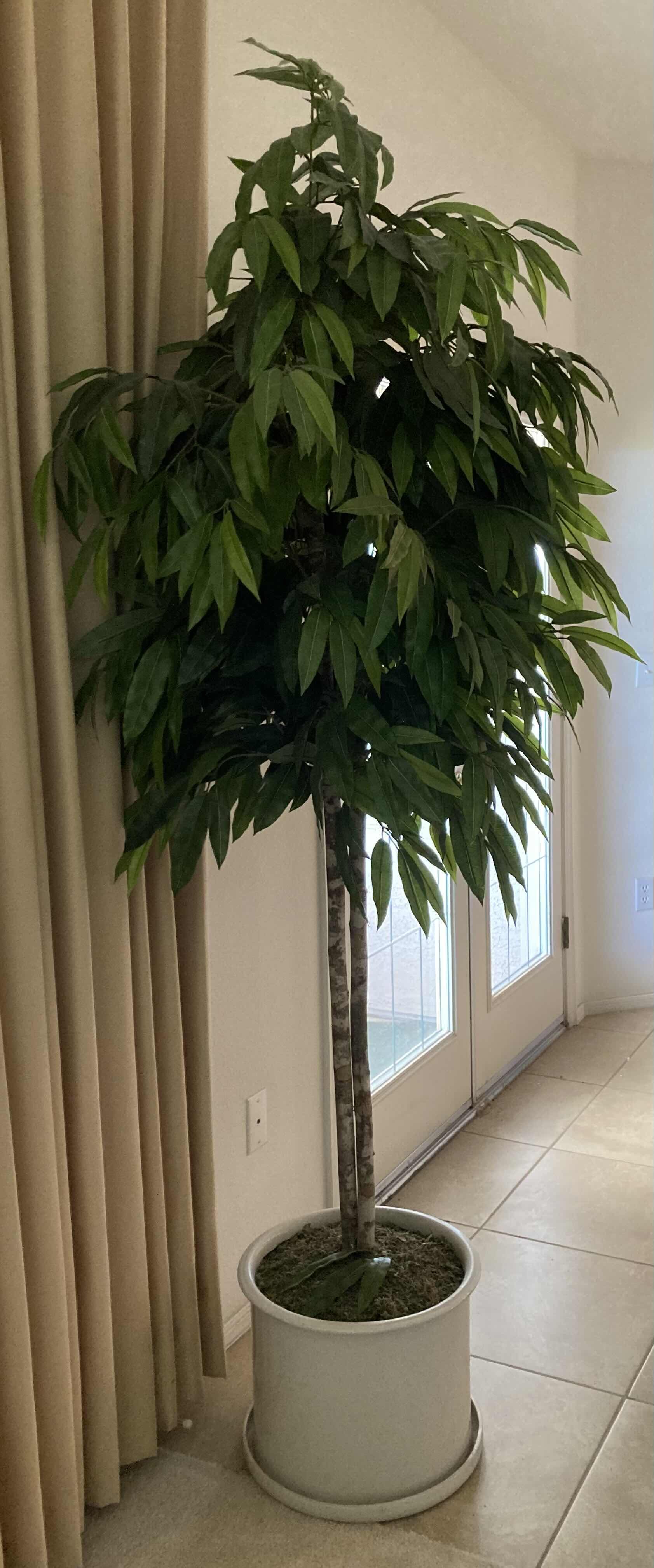 Photo 2 of BAMBOO ARTIFICIAL DECORATIVE TREE W WHITE FINISH CERAMIC POT H80”