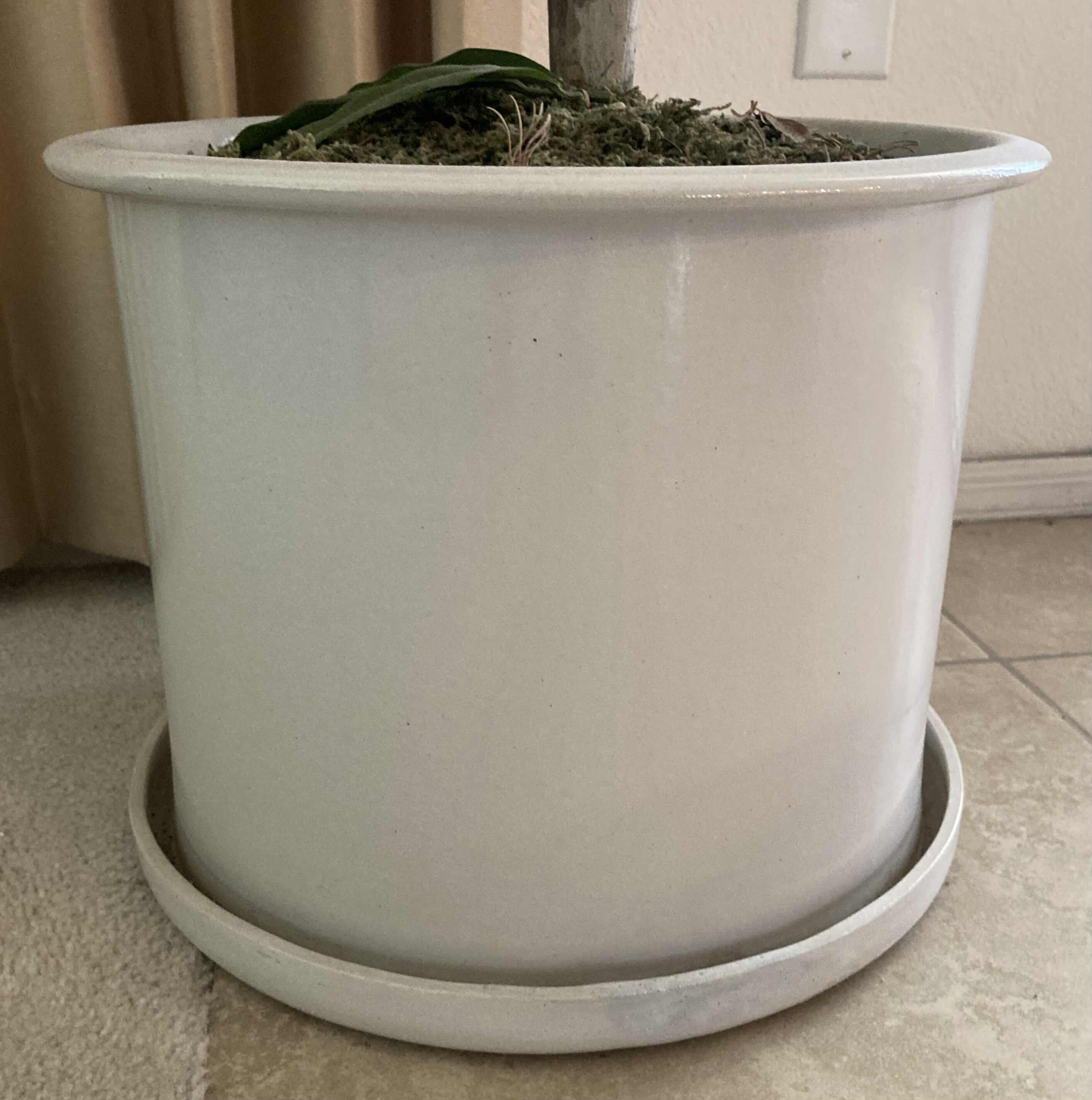 Photo 1 of BAMBOO ARTIFICIAL DECORATIVE TREE W WHITE FINISH CERAMIC POT H80”