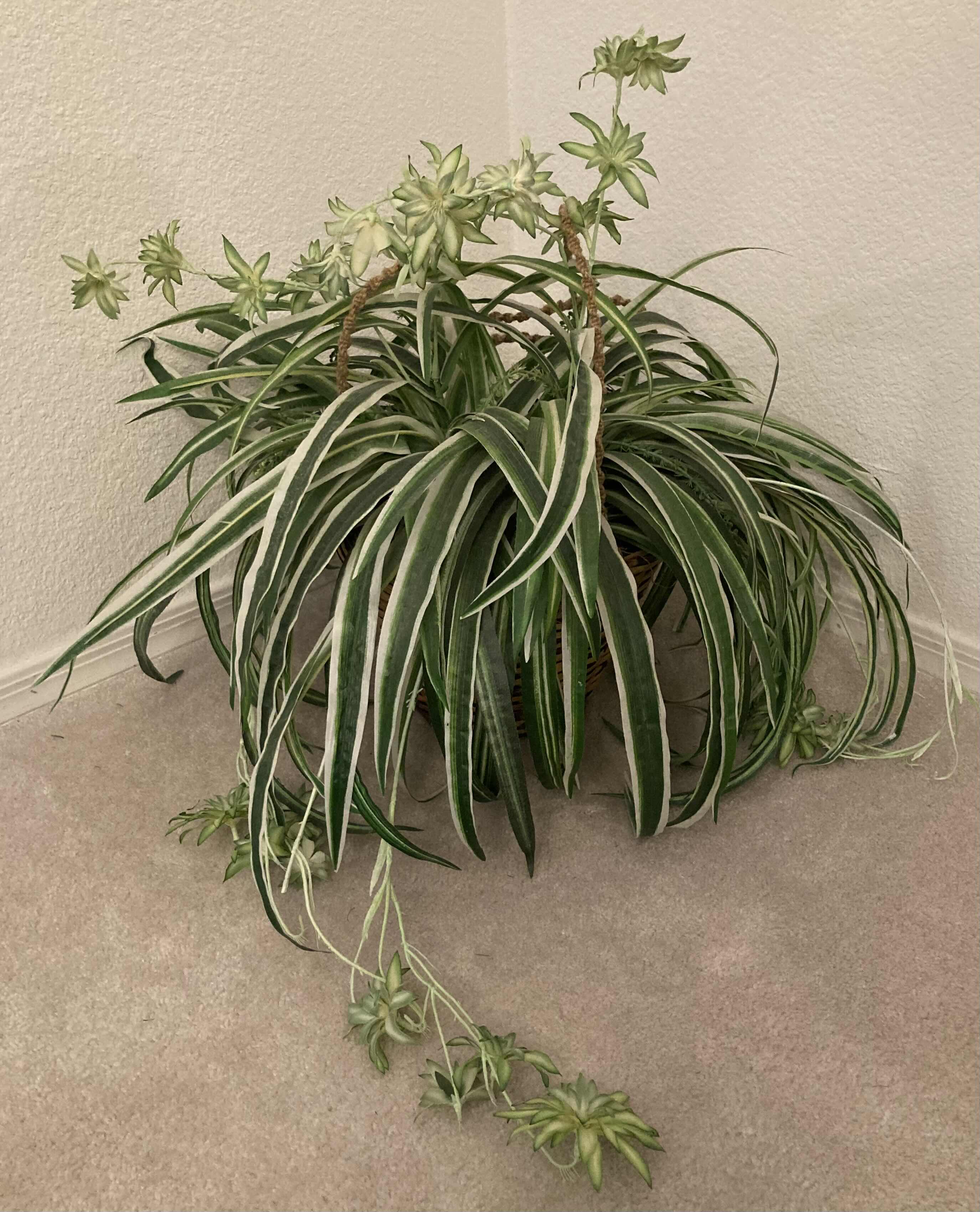 Photo 1 of SPIDER PLANT ARTIFICIAL DECORATIVE PLANT W RATTAN HANGING BASKET H18”
