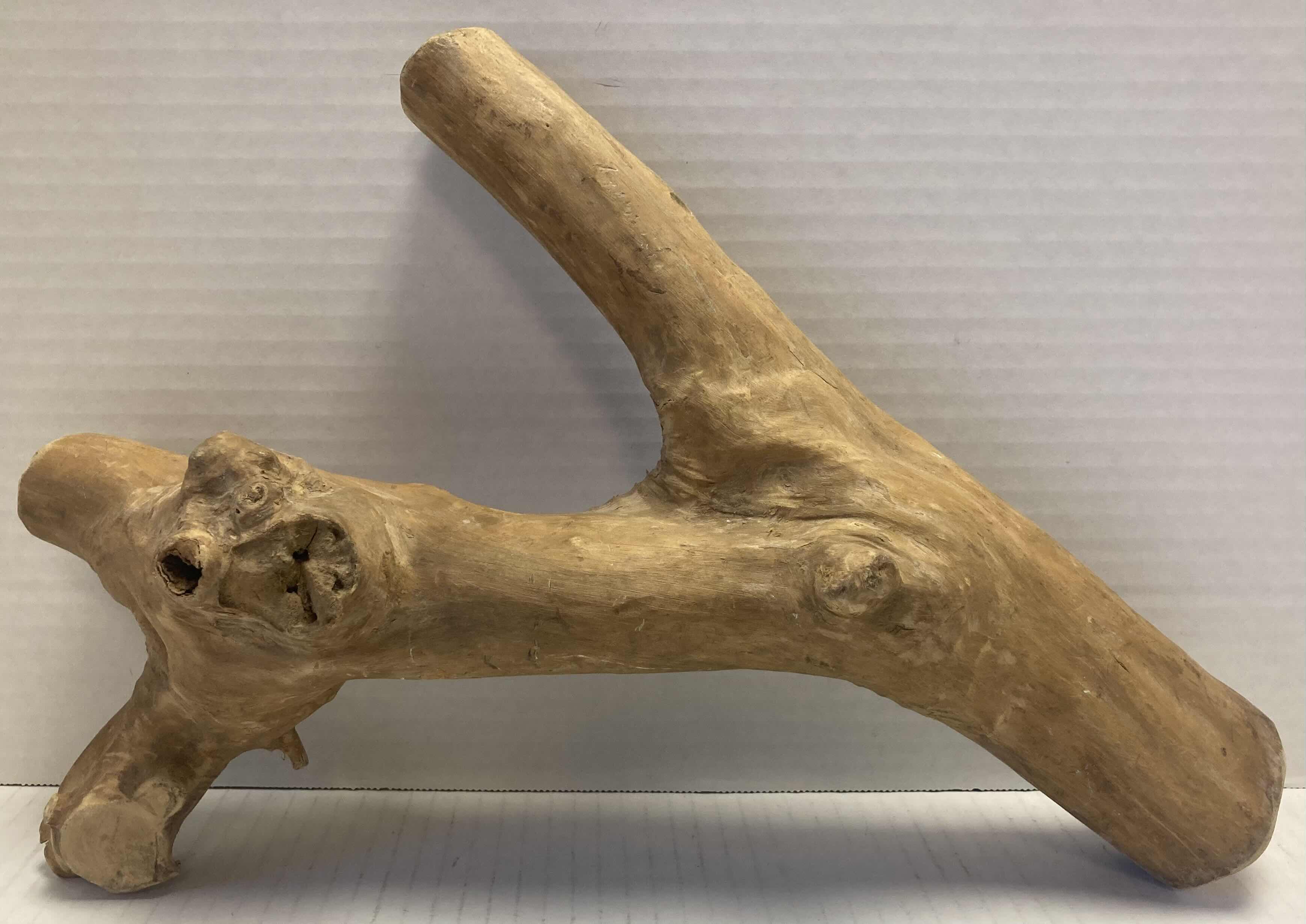 Photo 1 of PETRIFIED WOOD, SEA SHELLS, CORAL & SHELL NECKLACES