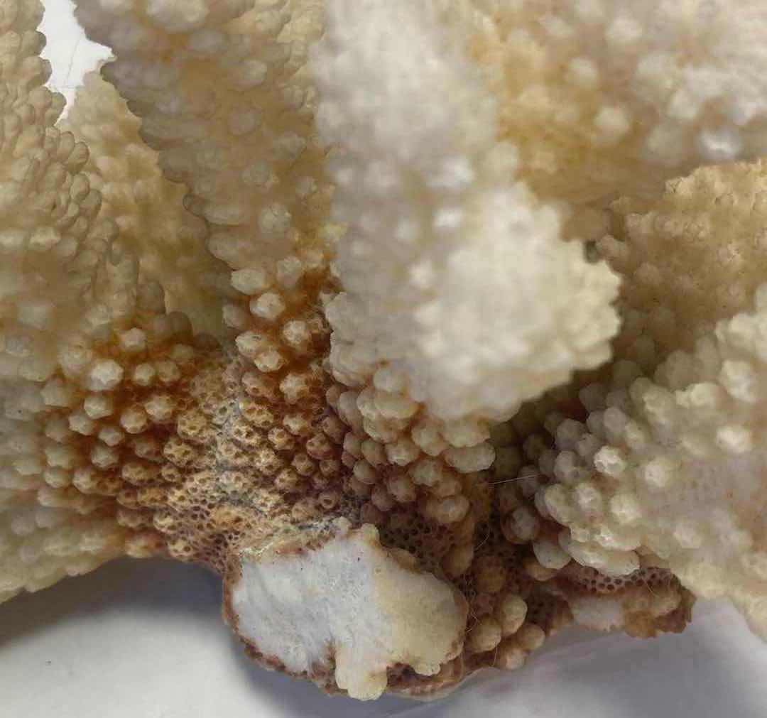 Photo 1 of PETRIFIED WOOD, SEA SHELLS, CORAL & SHELL NECKLACES