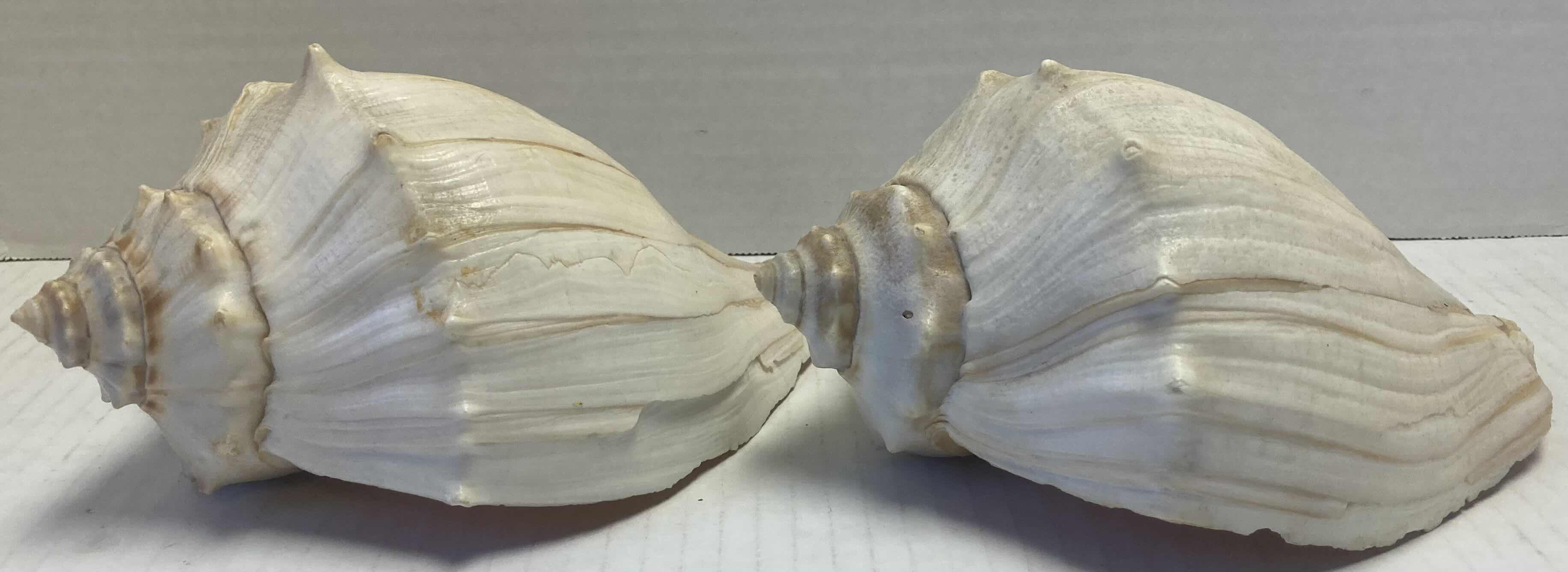 Photo 1 of PETRIFIED WOOD, SEA SHELLS, CORAL & SHELL NECKLACES