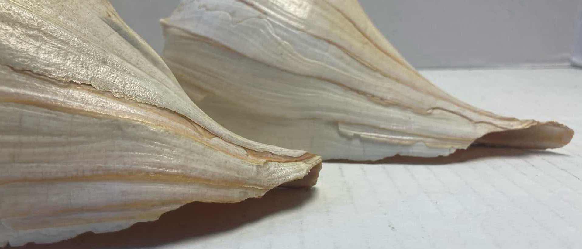 Photo 1 of PETRIFIED WOOD, SEA SHELLS, CORAL & SHELL NECKLACES