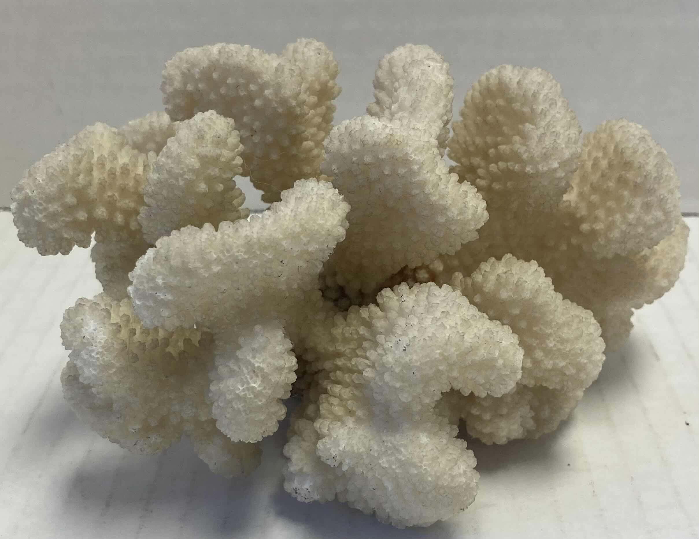 Photo 1 of PETRIFIED WOOD, SEA SHELLS, CORAL & SHELL NECKLACES