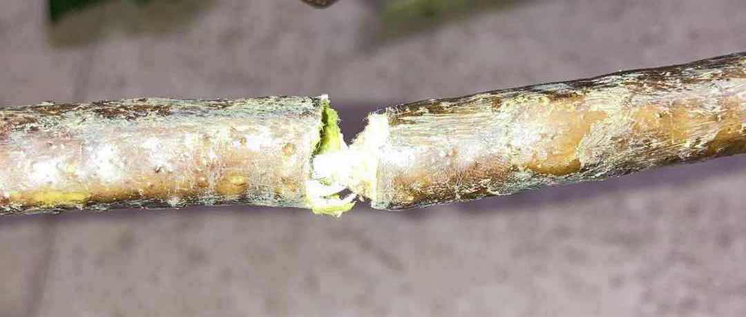 Photo 1 of FIG TREE DECORATIVE VINES 30” (2)