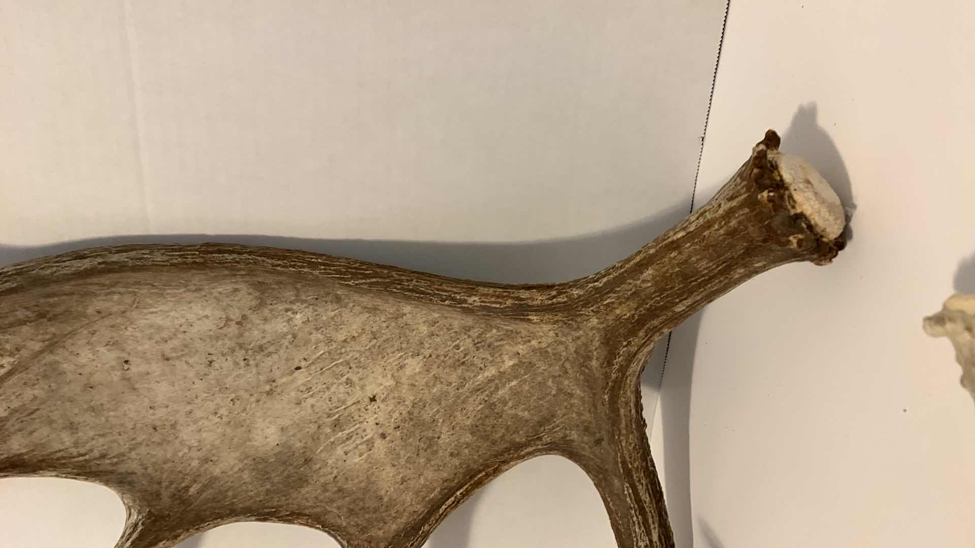 Photo 1 of MOOSE HORN 17” X 22” AND A DEER HORN