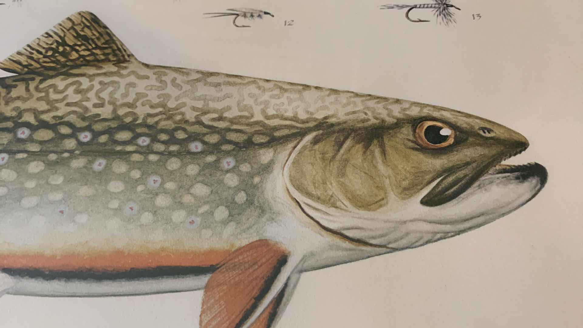 Photo 1 of ELDRIDGE HARDIE TROUT FLY PRINT 23” X 19”