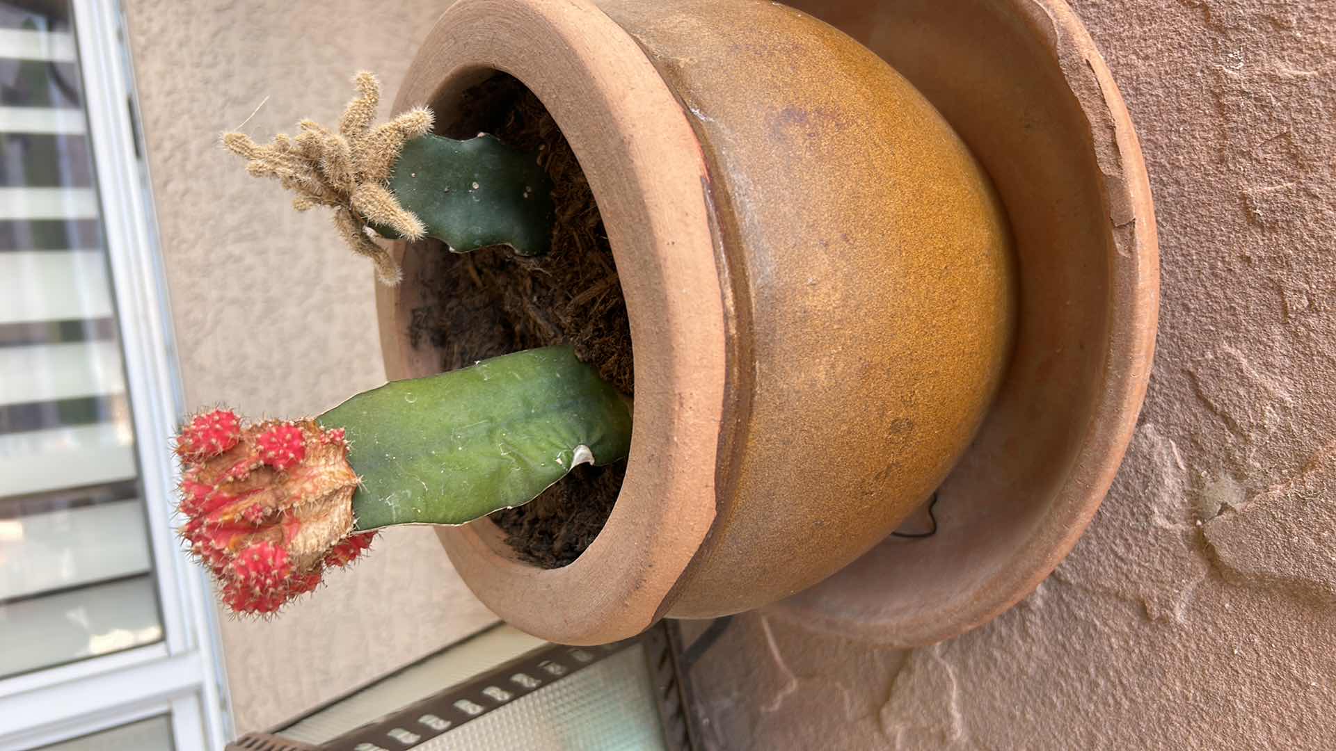 Photo 5 of OUTDOOR/ HANDCRAFTED TABLE, 2 CHAIRS, LANTERN AND POTTED CACY