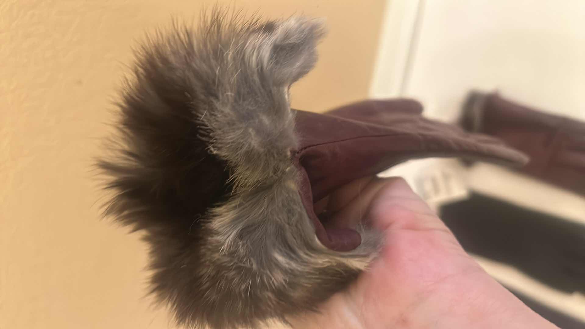 Photo 1 of 2 PAIRS WOMENS LEATHER GLOVES WITH CASHMERE AND RABBIT LINING M/L