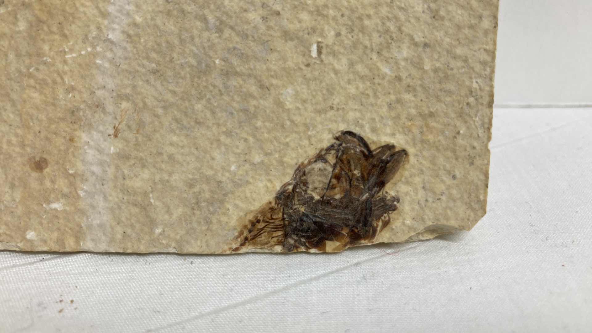 Photo 1 of FOSSILIZED FISH STONE TILE 6” X 6.5”