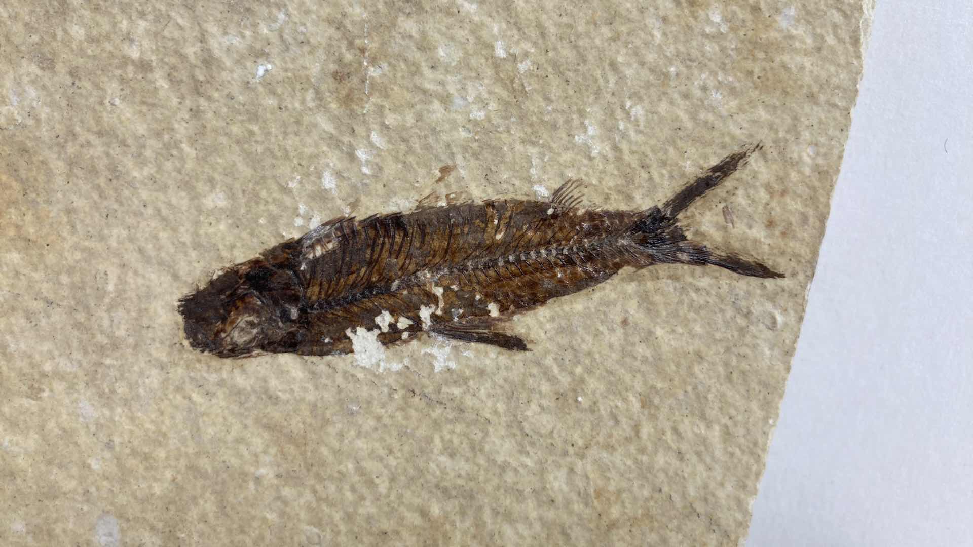 Photo 1 of FOSSILIZED FISH STONE TILE 6” X 6.5”