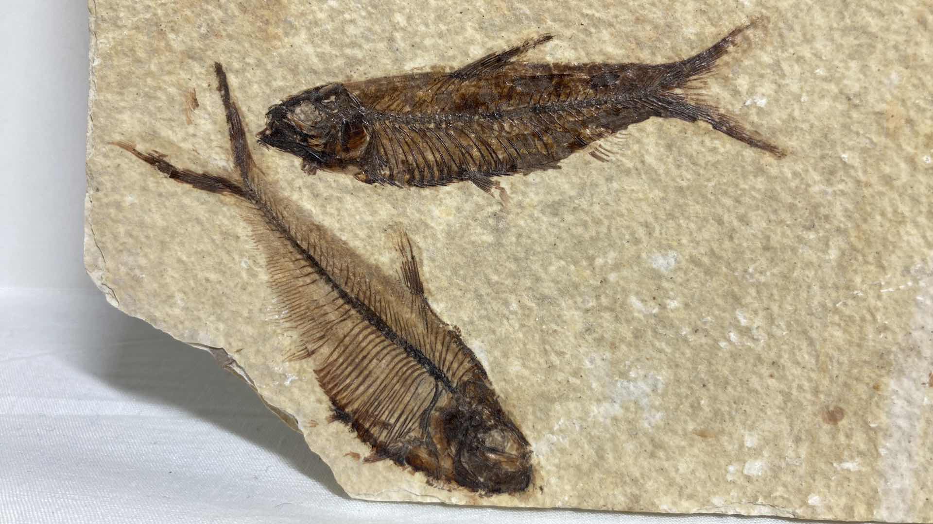 Photo 1 of FOSSILIZED FISH STONE TILE 6” X 6.5”