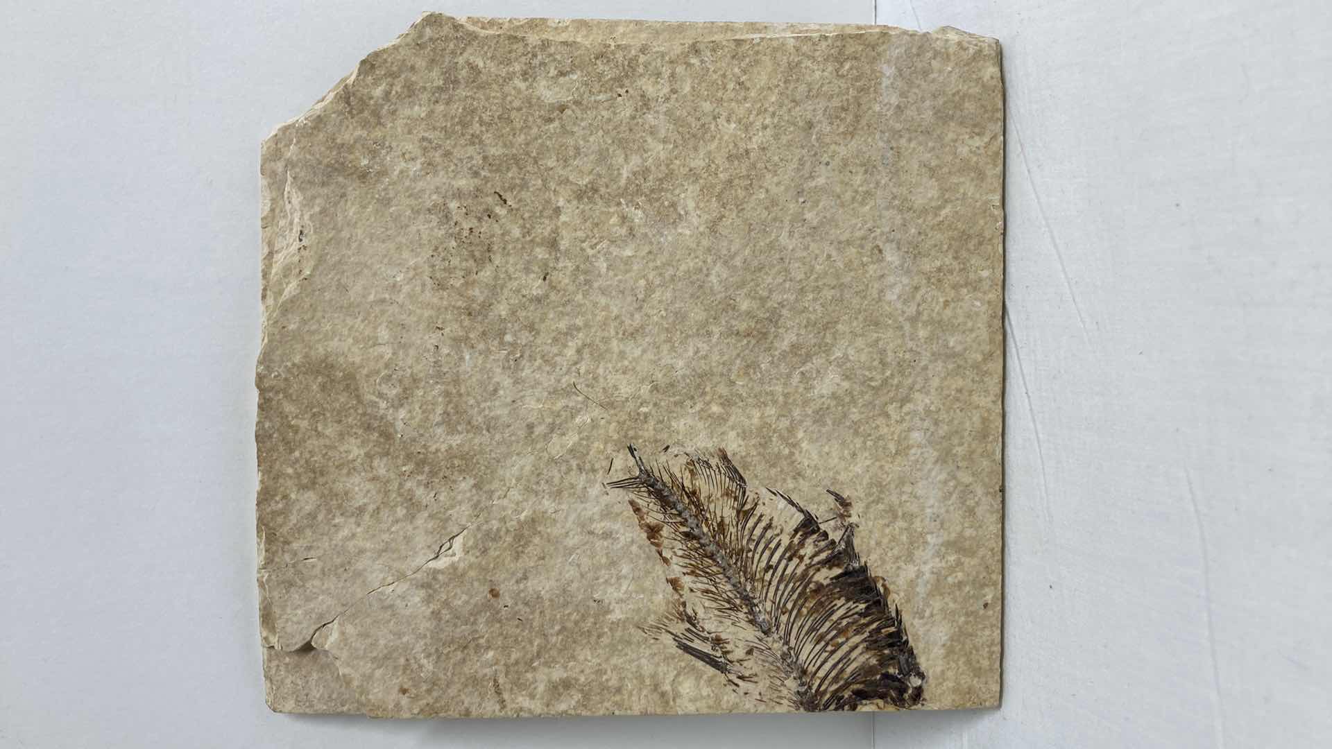 Photo 1 of FOSSILIZED FISH STONE TILE 6” X 6.5”