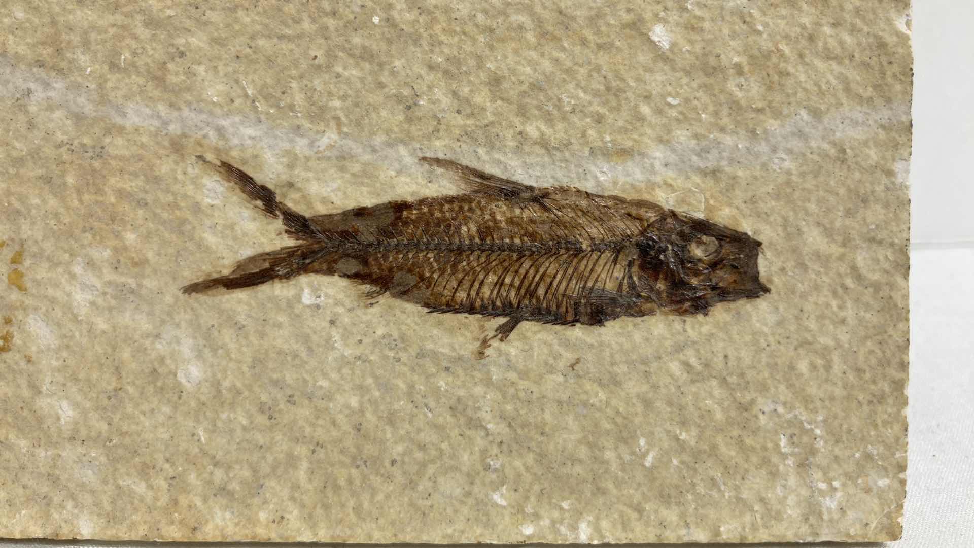 Photo 1 of FOSSILIZED FISH STONE TILE 6” X 6.5”