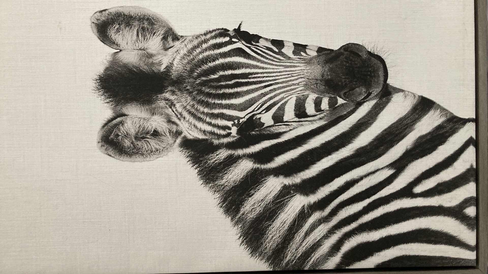 Photo 1 of UNIEK TAI PRINTS ZEBRA FRAMED CANVAS ARTWORK 23” X 33”