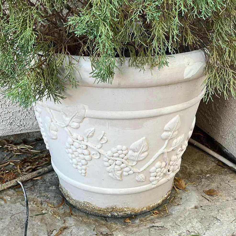 Photo 1 of LIVE PINE TREE H120” W OUTDOOR STONE FINISH FIBERGLASS PLANTER 23” X 20”